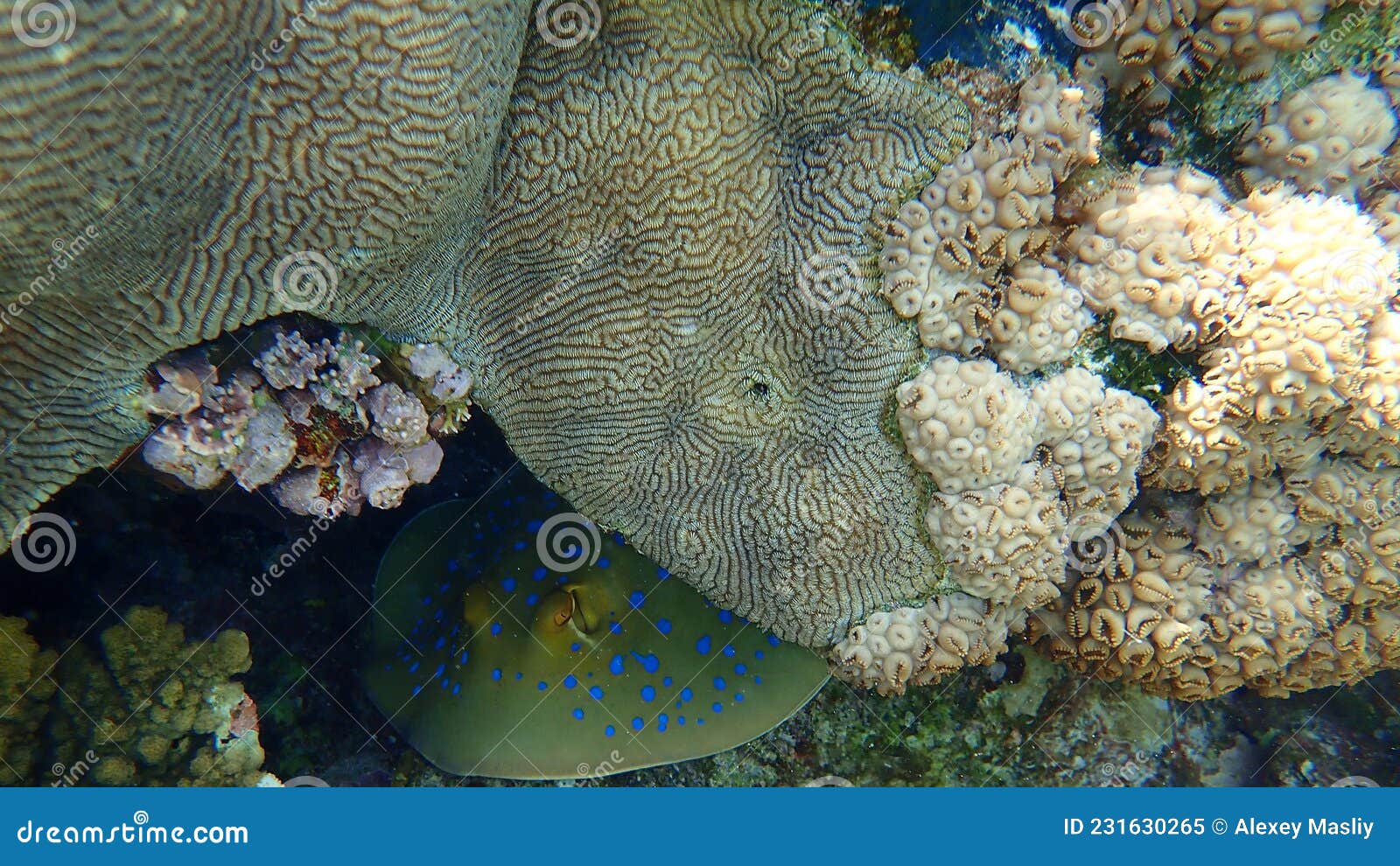 lesser valley coral or hard brain coral, platygyra lamellina, and rubber coral, rubbery zoanthid, palythoa tuberculosa, undersea