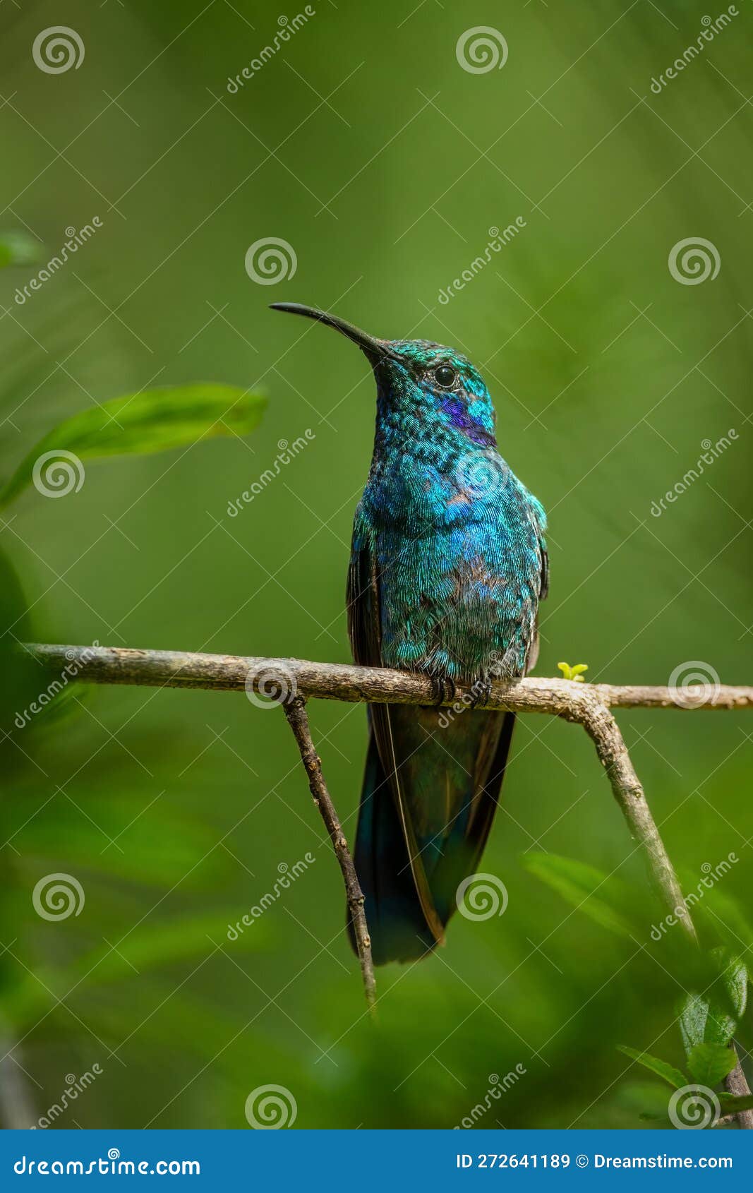 lesser violetear - colibri cyanotus