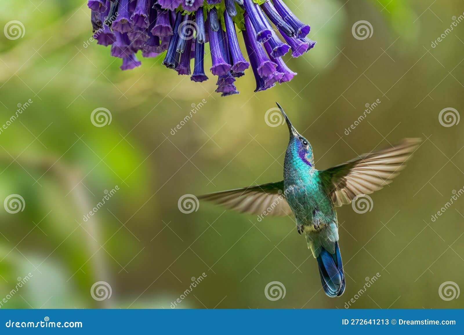 lesser violetear - colibri cyanotus