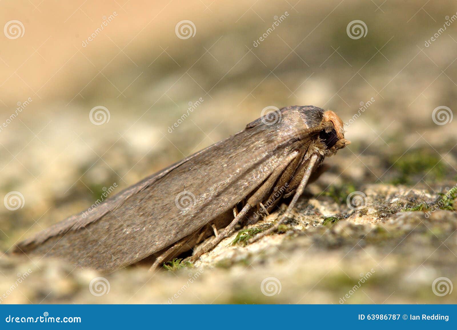 1,318 Moth Protection Stock Photos - Free & Royalty-Free Stock Photos from  Dreamstime
