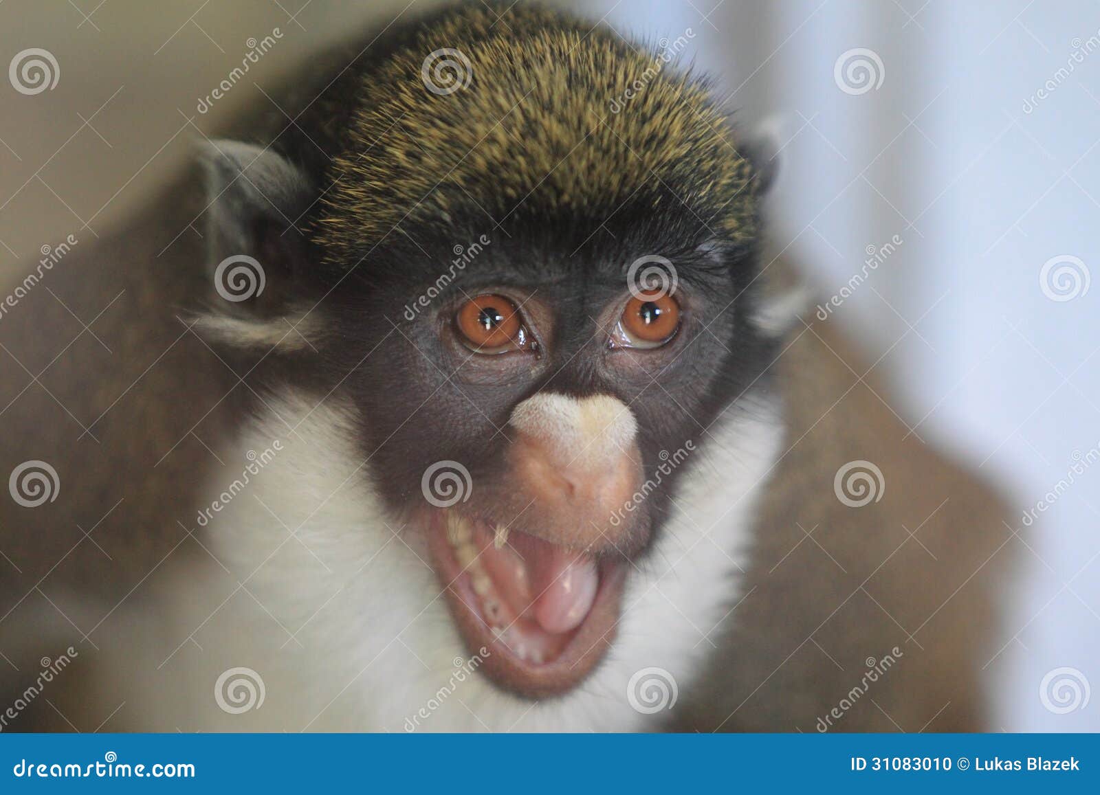 lesser white-nosed monkey