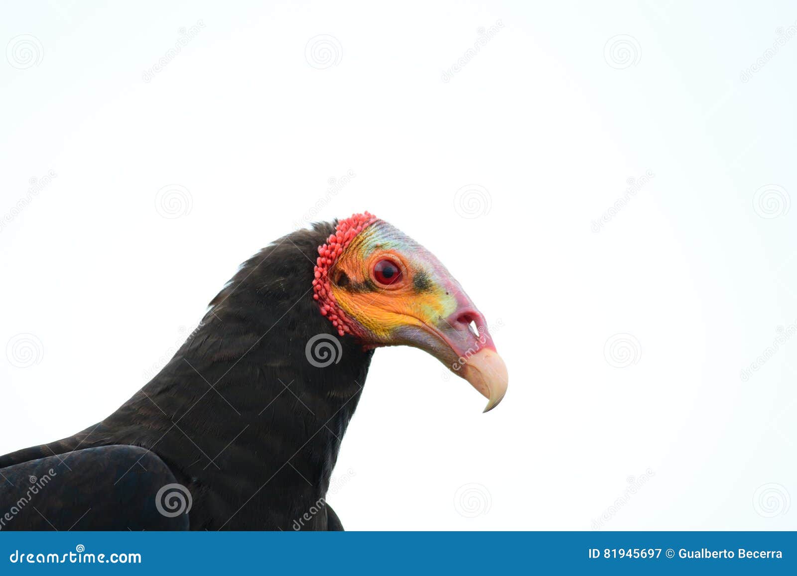 Lesser Yellowheaded Vulture Stock Image Image of animal, bird 81945697