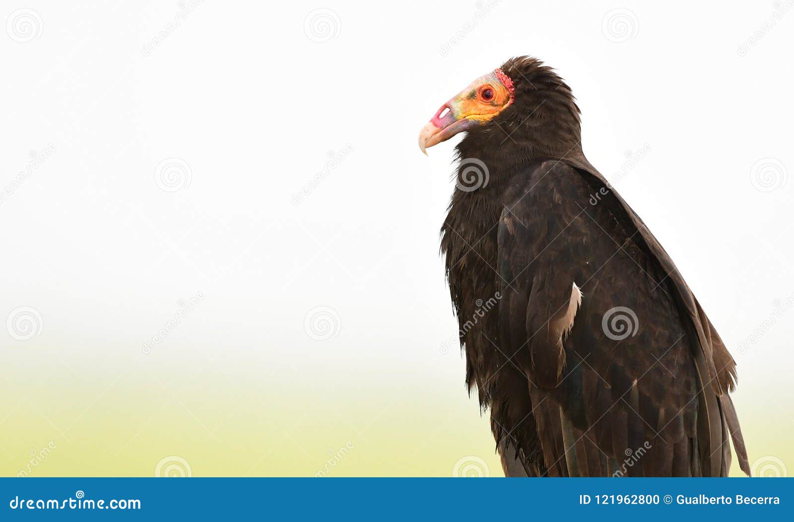 Lesser Yellowheaded Vulture Stock Photo Image of vulture, feathers