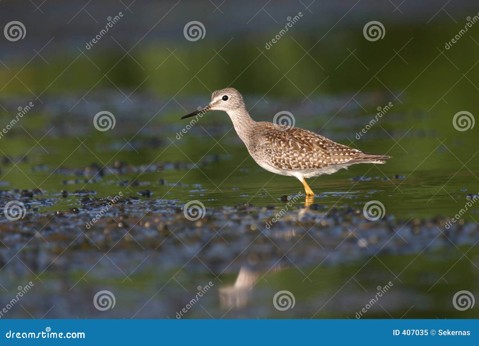 lesser yellowlegs