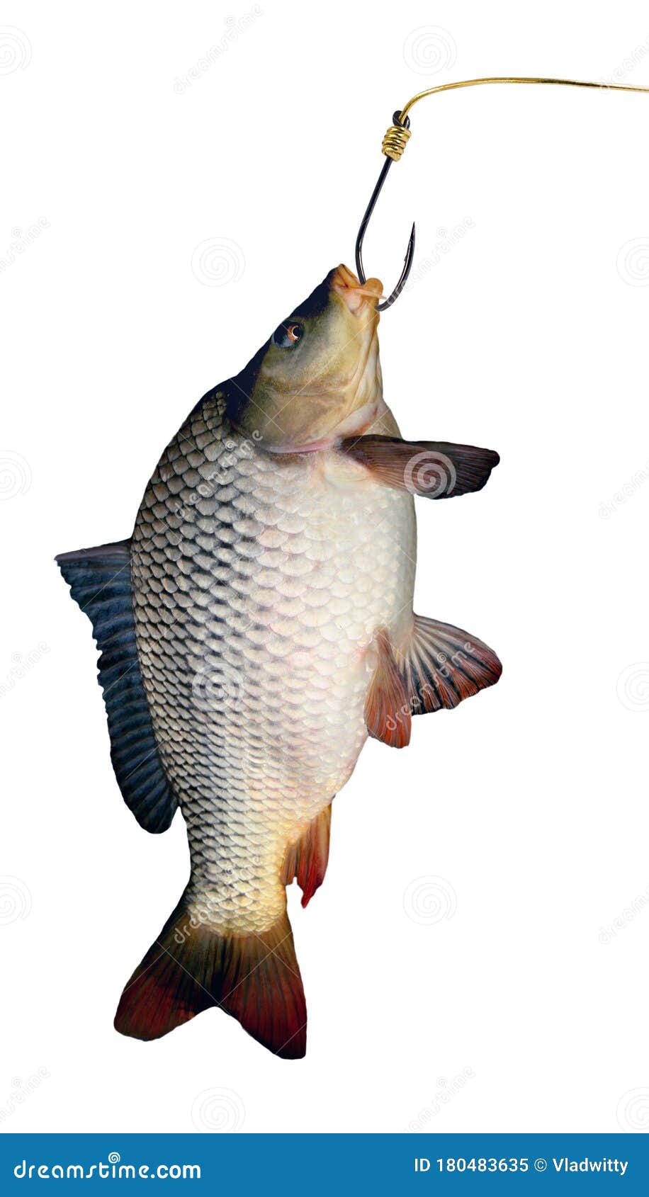 Let the Big Carp Fish Hook Himself Stock Image - Image of carp
