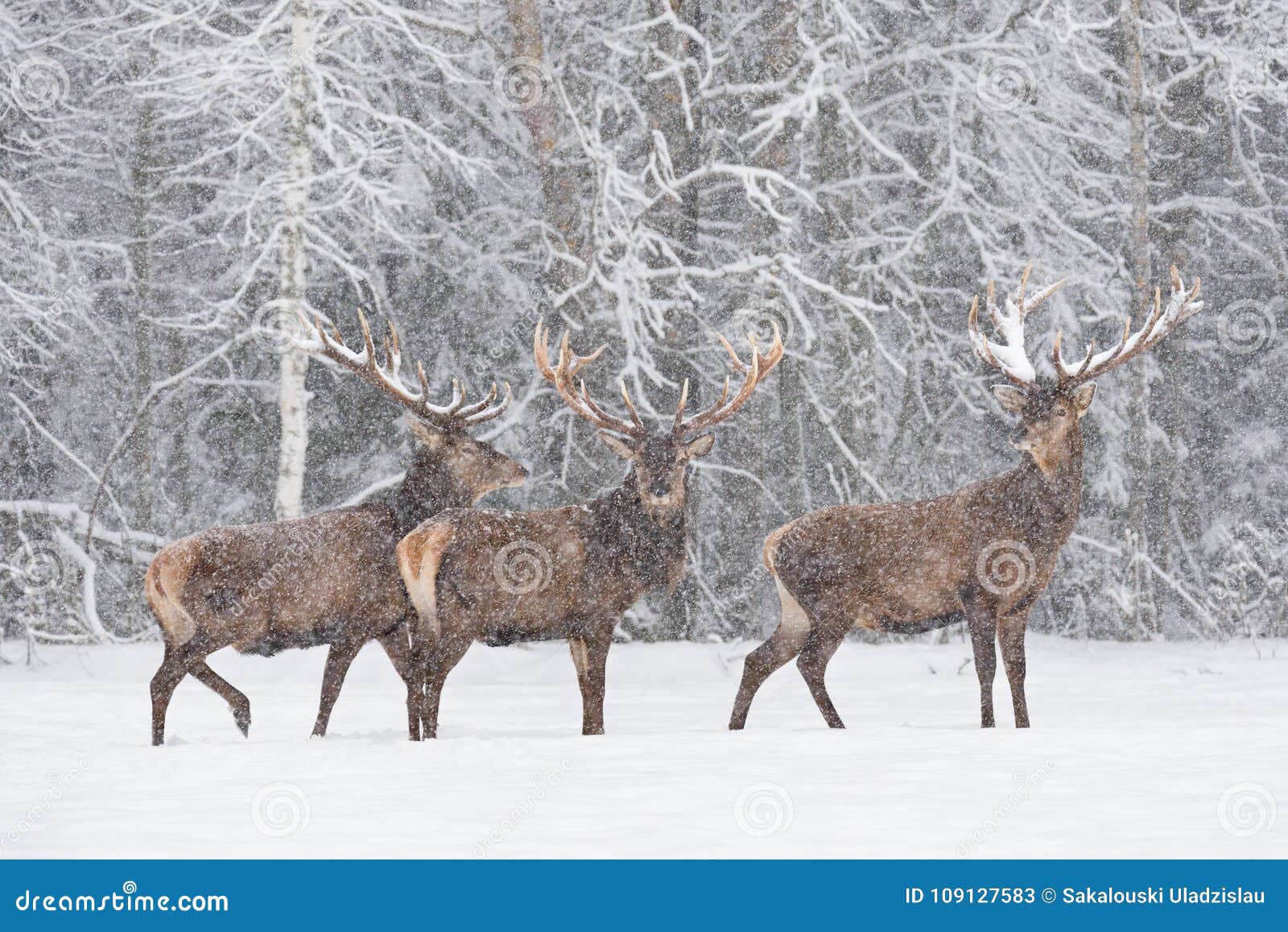 let it snow: three snow-covered red deer stag cervidae stand on the outskirts of forest.three noble deer cervus elaphus du