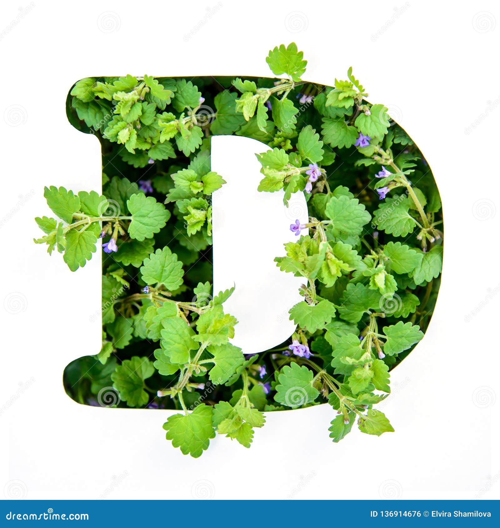 A Letra D Do Alfabeto Inglês Das Folhas De Plantas Verdes Ilustração Stock  - Ilustração de antiguidade, brilhante: 136914676
