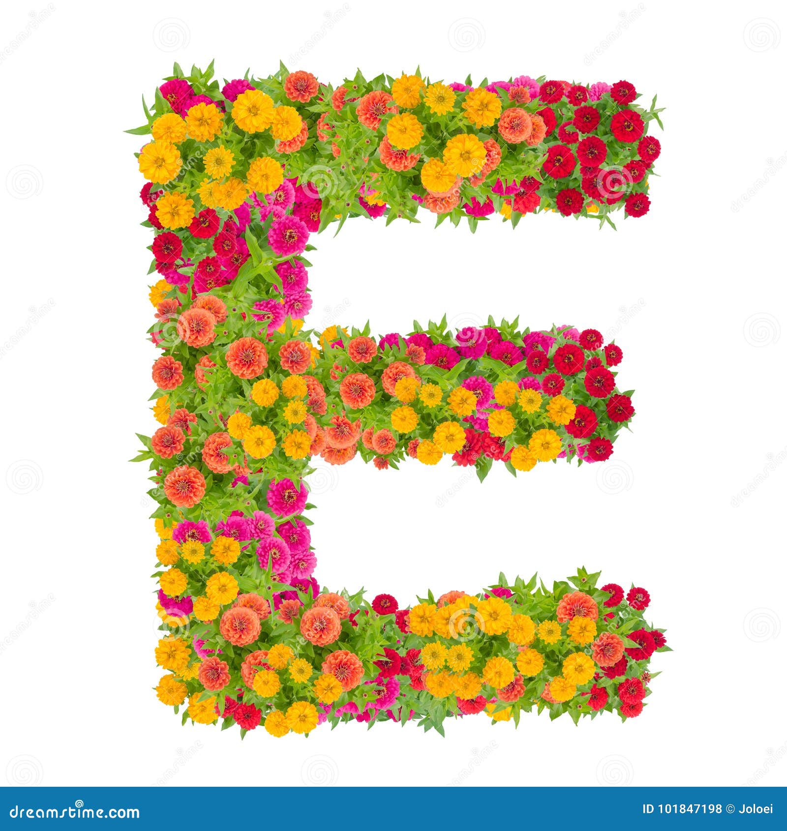 Letter E Alphabet Made From Zinnia Flower Stock Photo - Image of shape