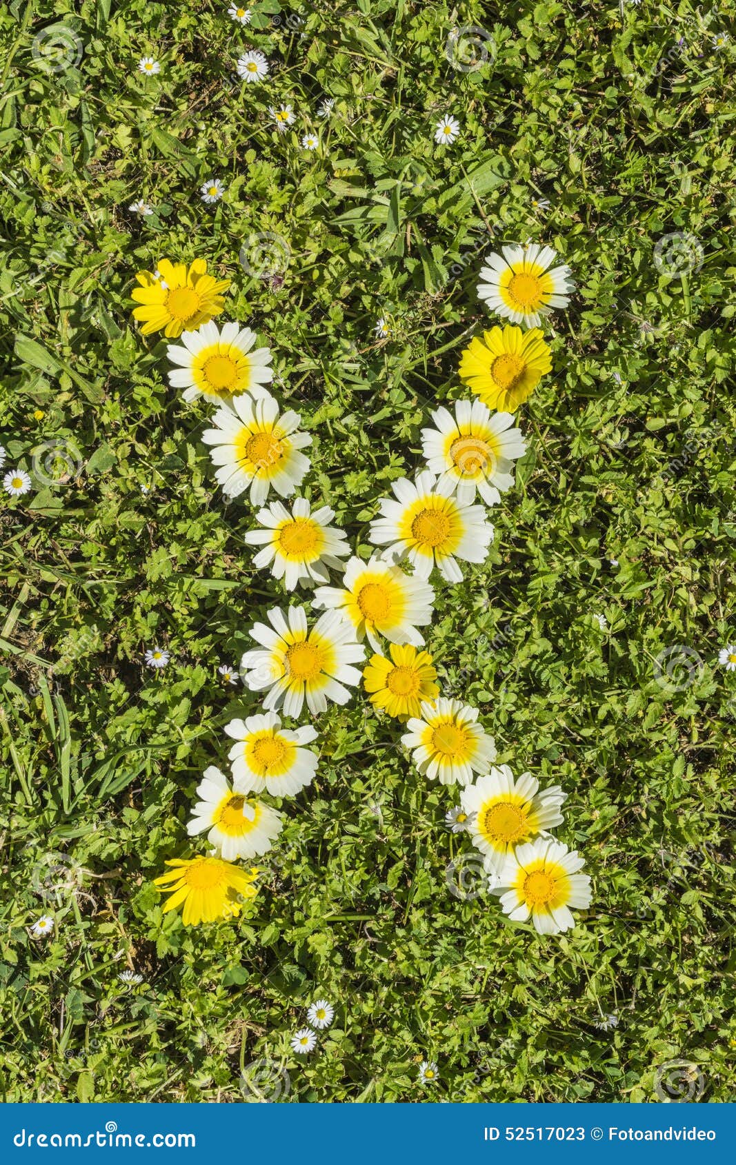 Letter X flower alphabet stock image. Image of advertising 52517023