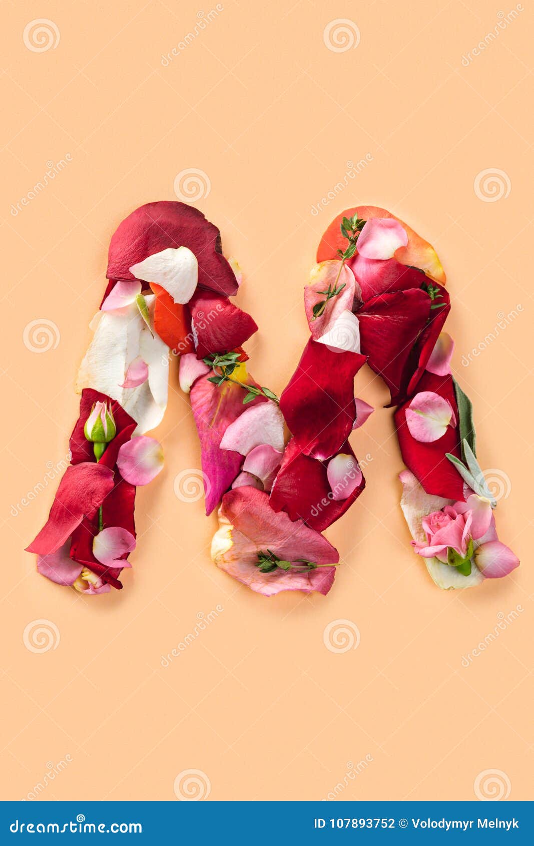 Letter M Made from Red Roses and Petals on a White Background ...