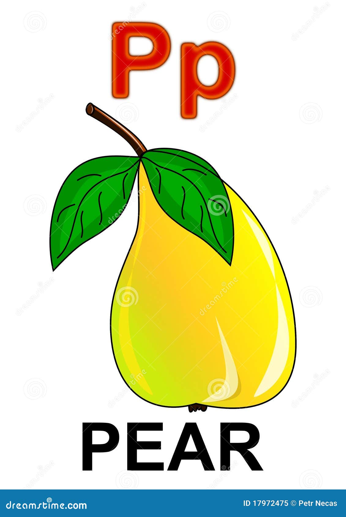 A letter p for pear Royalty Free Vector Image - VectorStock