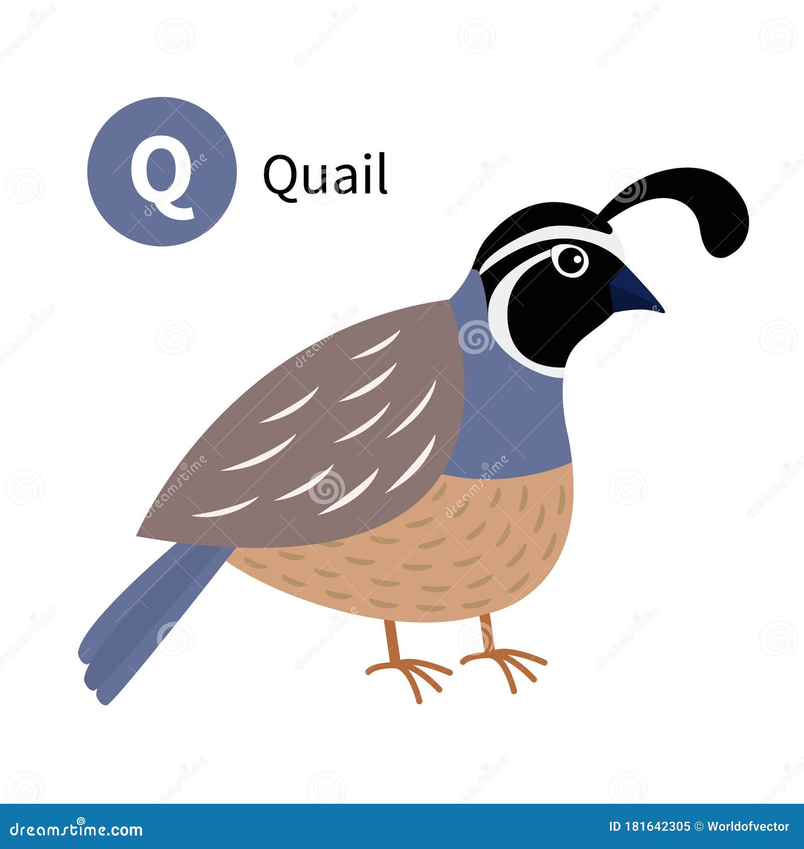 Letter Q. Quail Bird. Zoo Animal Alphabet. English Abc with Cute Cartoon Kawaii Funny Baby Animals. Education Cards for Kids Stock Vector - Illustration of cartoon, male: 181642305 Letter Q. Quail Bird. Zoo Animal Alphabet. English Abc with Cute Cartoon Kawaii Funny Baby Animals. Education Cards for Kids Stock Vector - Illustration of cartoon, male: 181642305