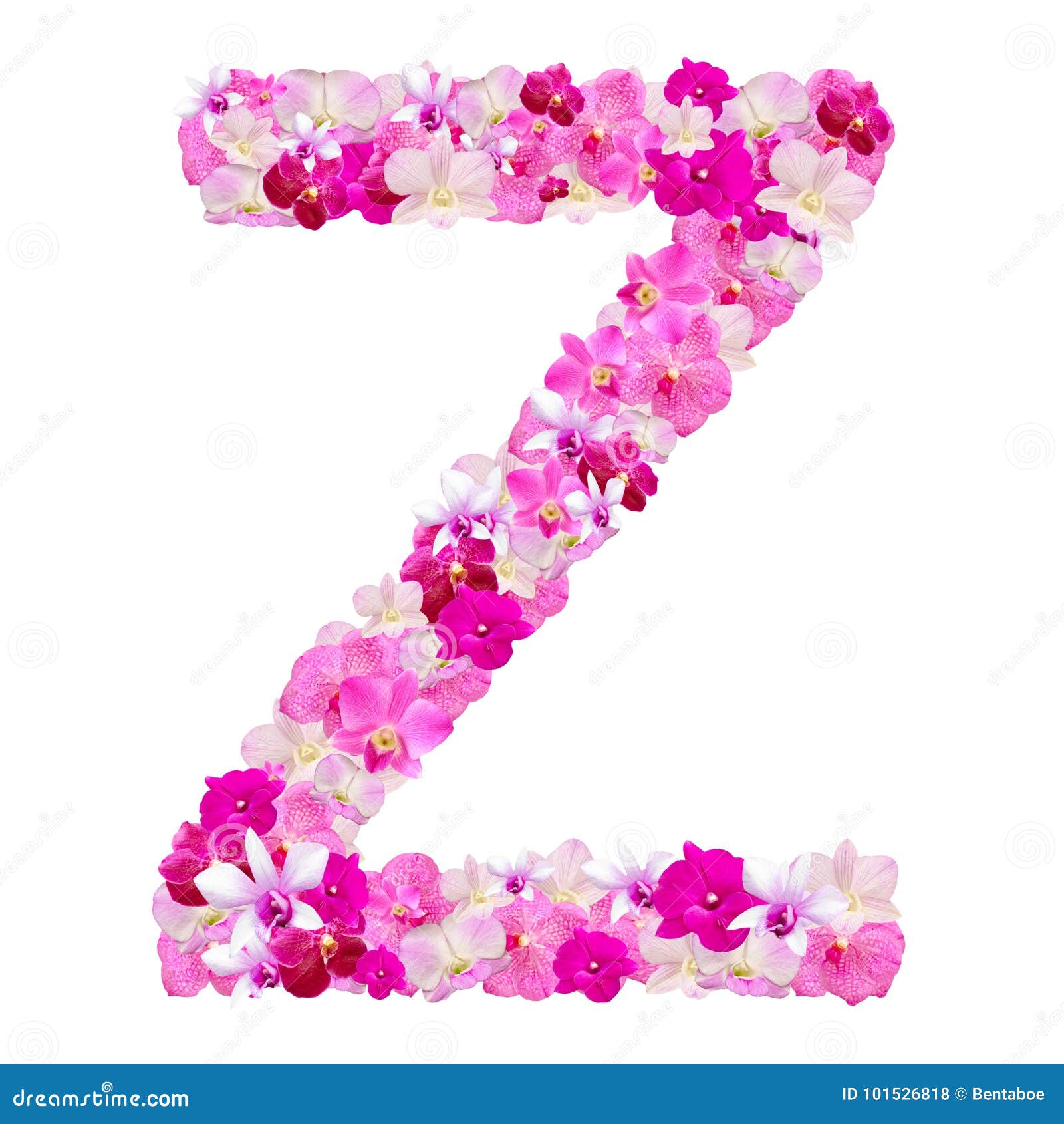 Letter Z from Orchid Flowers Isolated on White Stock Photo Image of