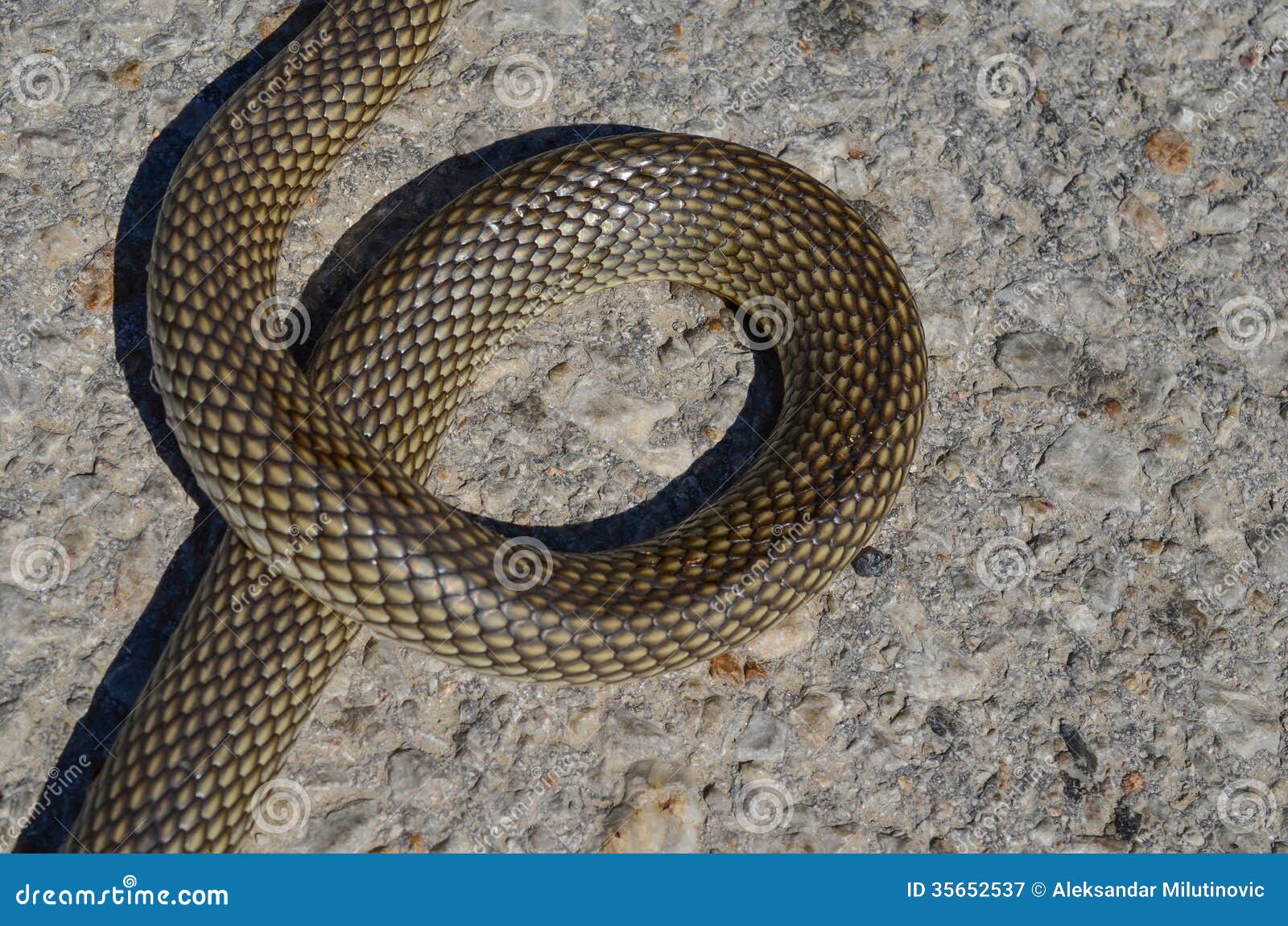 serpent de verre 5 lettres