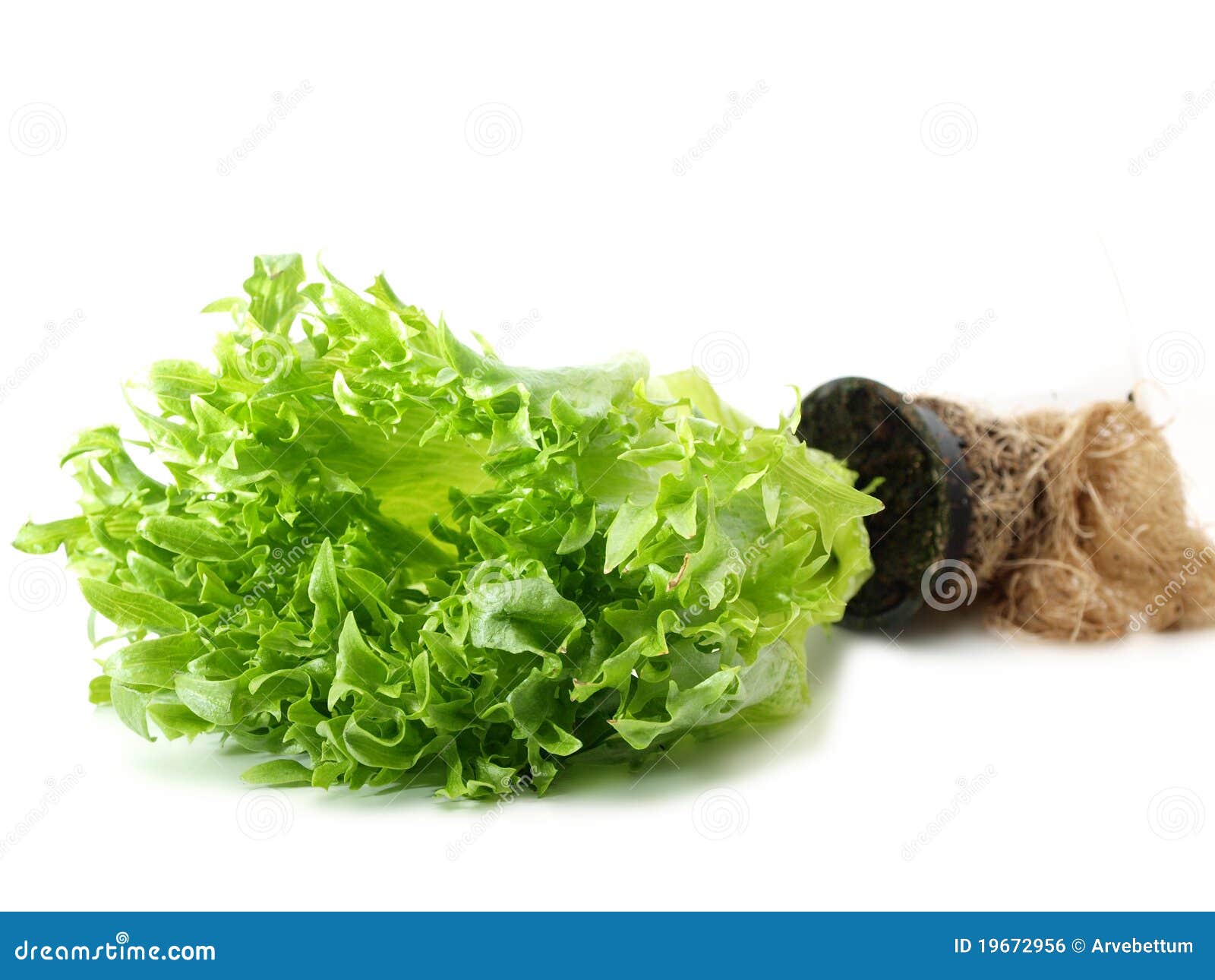 Lettuce stock photo. Image of agriculture, health, earth 19672956