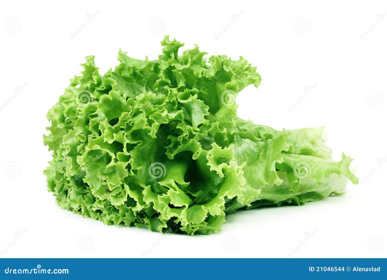 Lettuce. stock photo. Image of produce, refreshment, nutrition 21046544