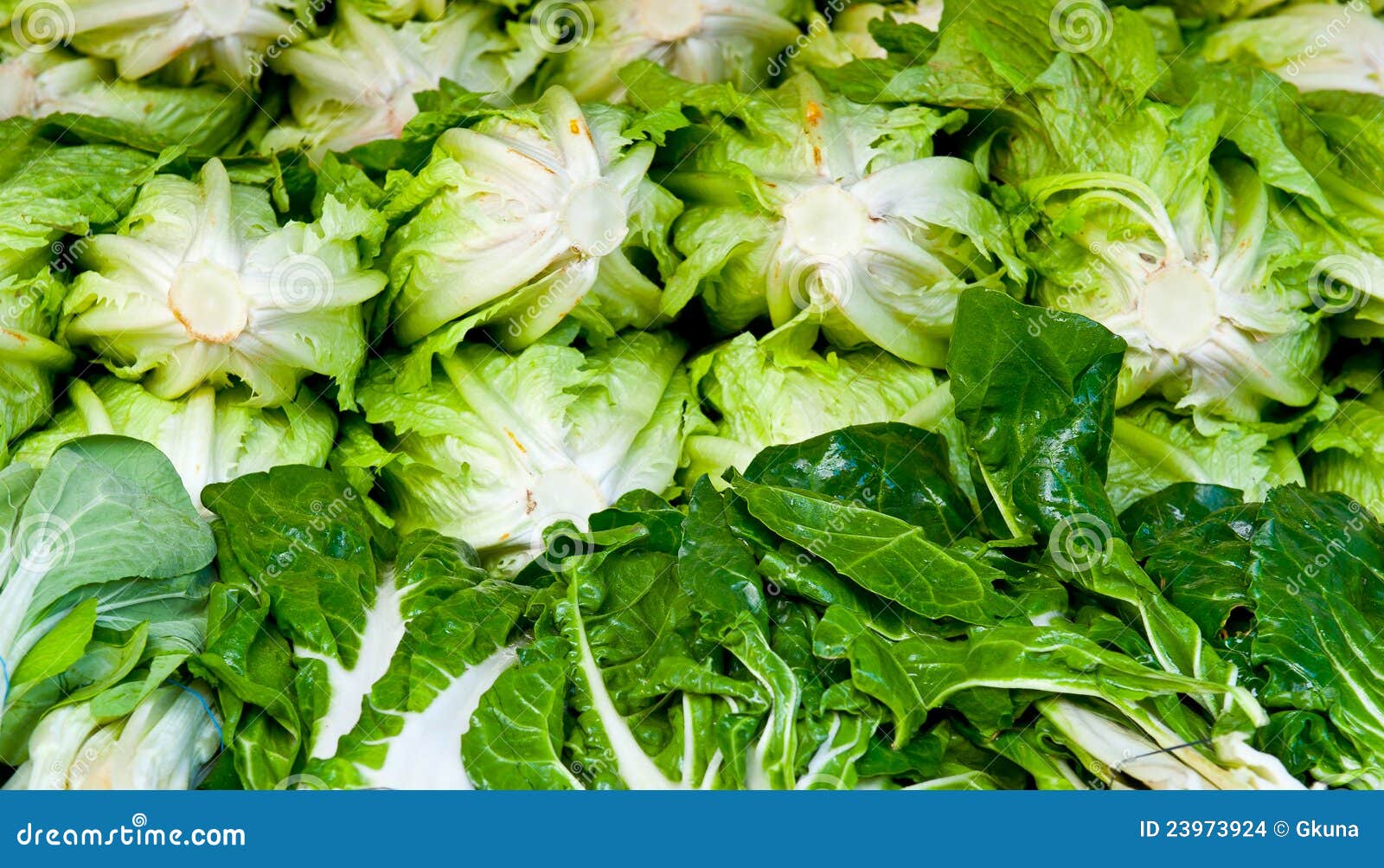 Lettuce stock photo. Image of grocery, freshness, gourmet 23973924