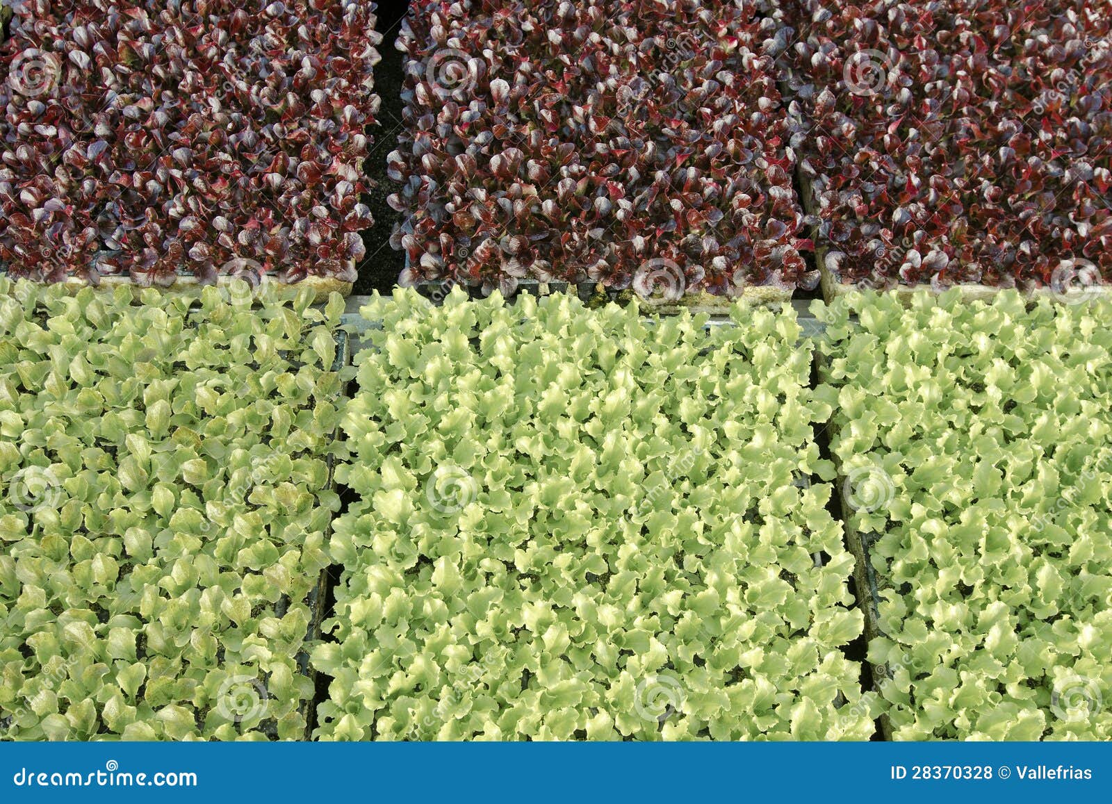 Lettuce stock photo. Image of inside, grow, flora, nursery 28370328