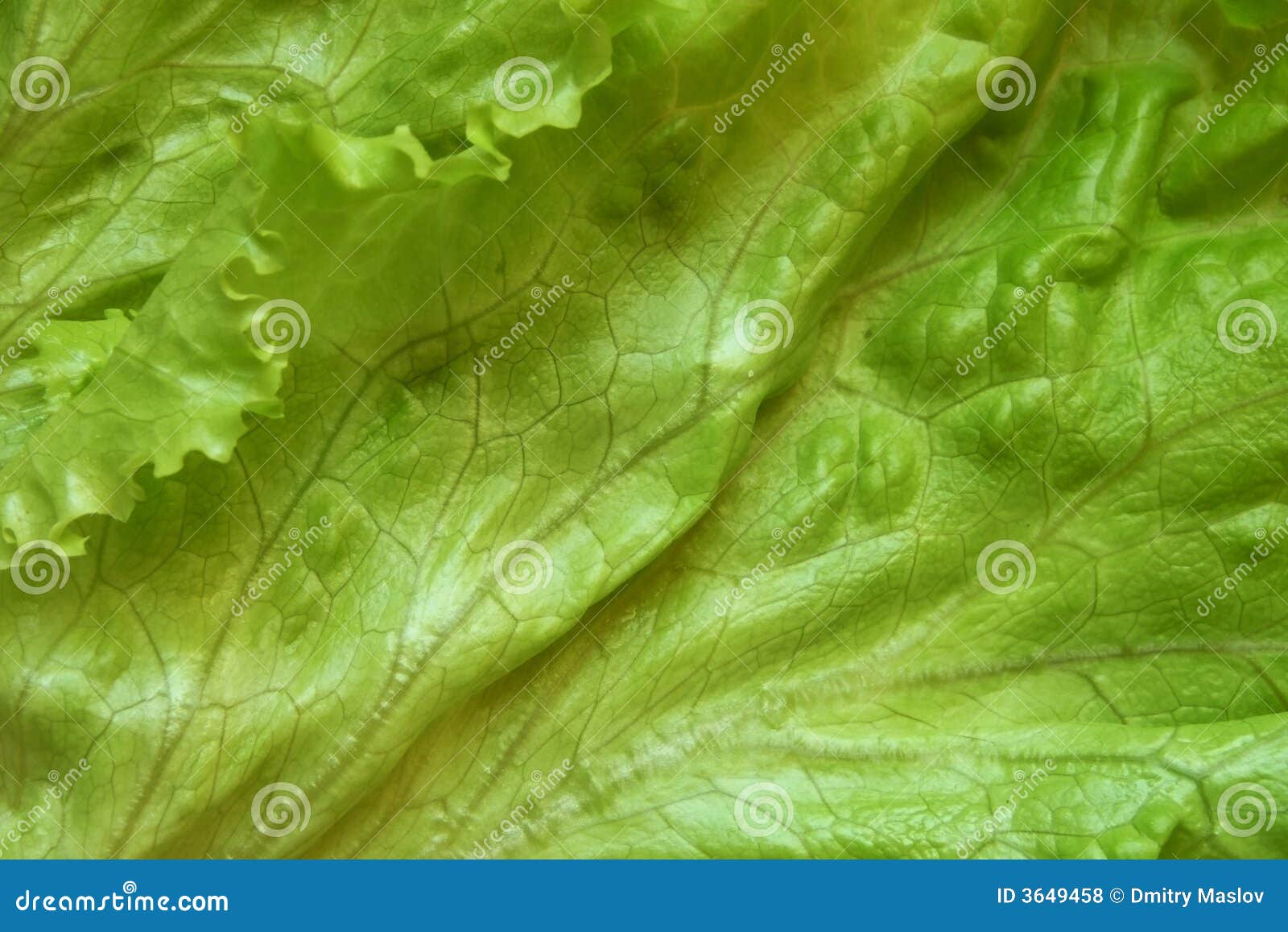 Lettuce stock photo. Image of fresh, agriculture, appetite 3649458