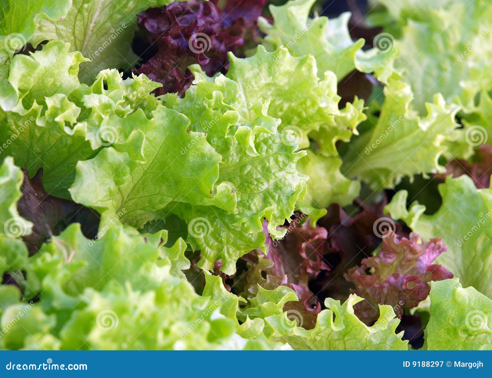 Lettuce stock image. Image of agriculture, fresh, foodstuff 9188297