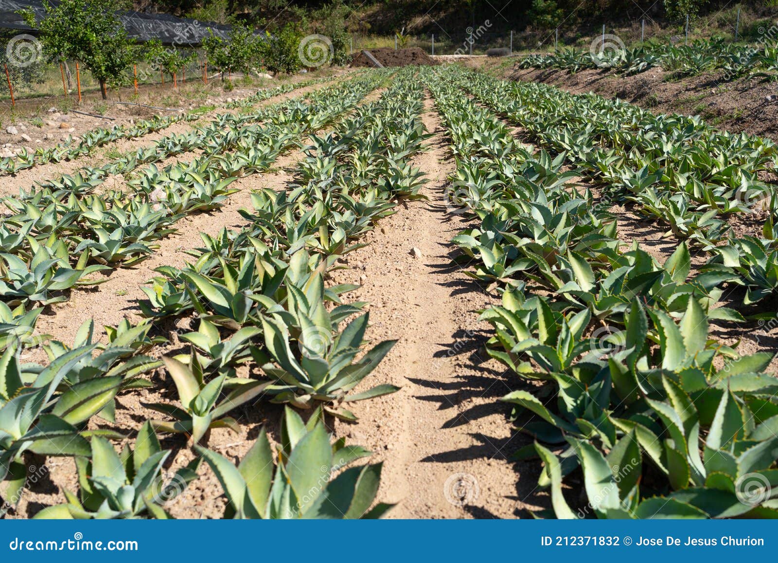 lettuce and agave plant to make raicilla and tequila.