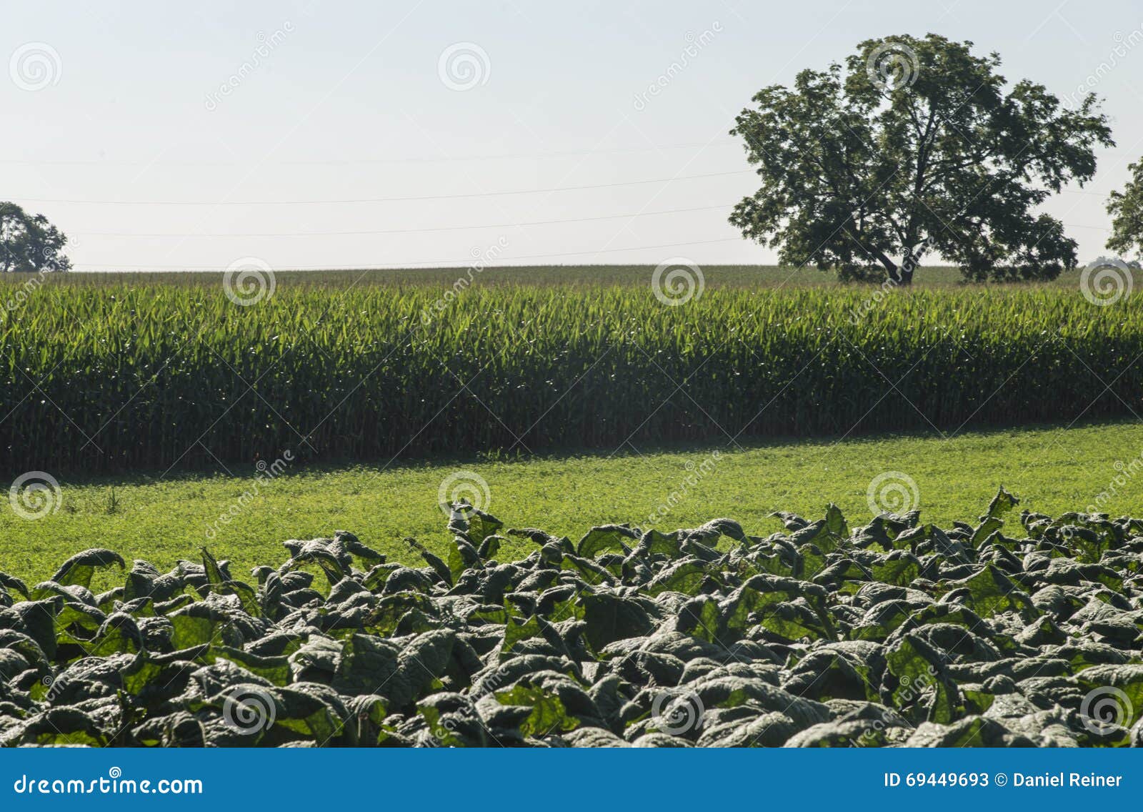Lettuce in amish farms stock image. Image of amish, pennsylvania 69449693