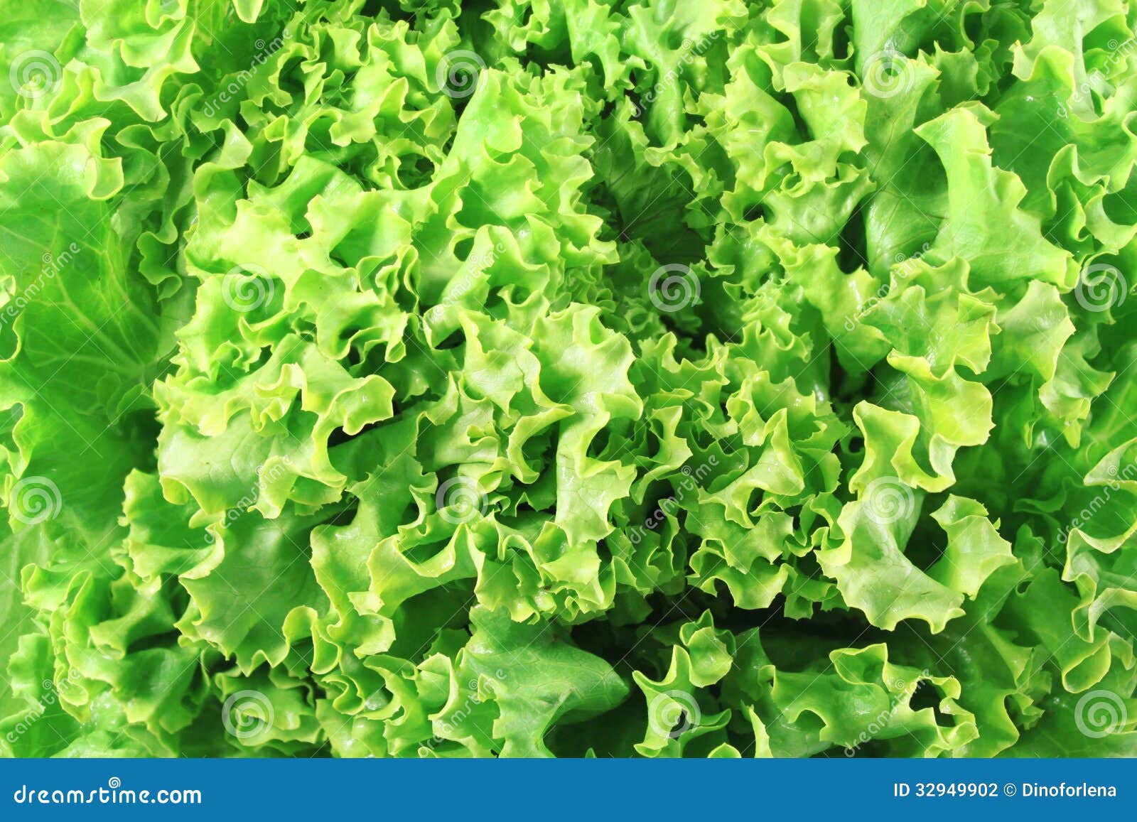 Lettuce stock photo. Image of nutrition, freshness, produce 32949902