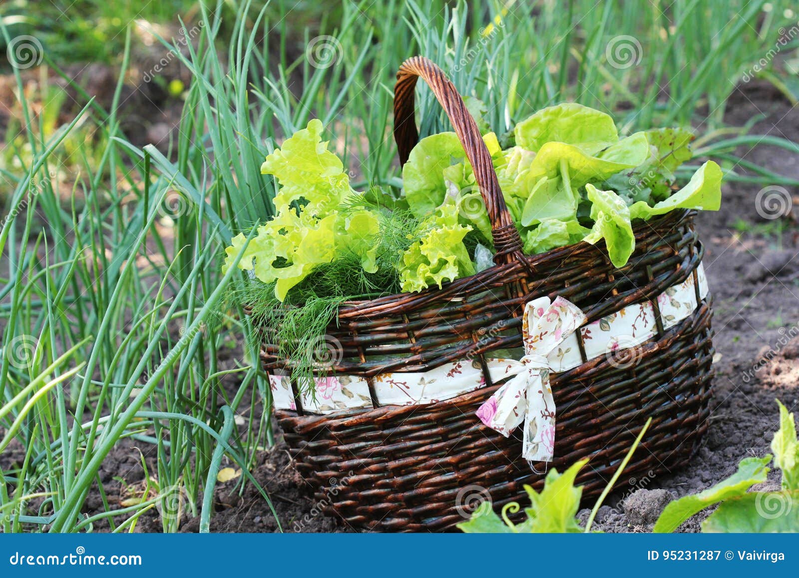 Lettuce in a Basket Placed Near a Vegetable Patch Stock Image Image