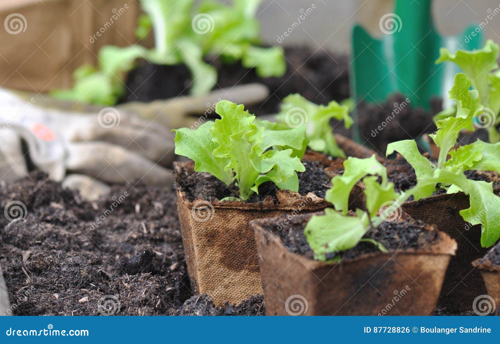 Lettuce in buckets stock photo. Image of cultivation 87728826