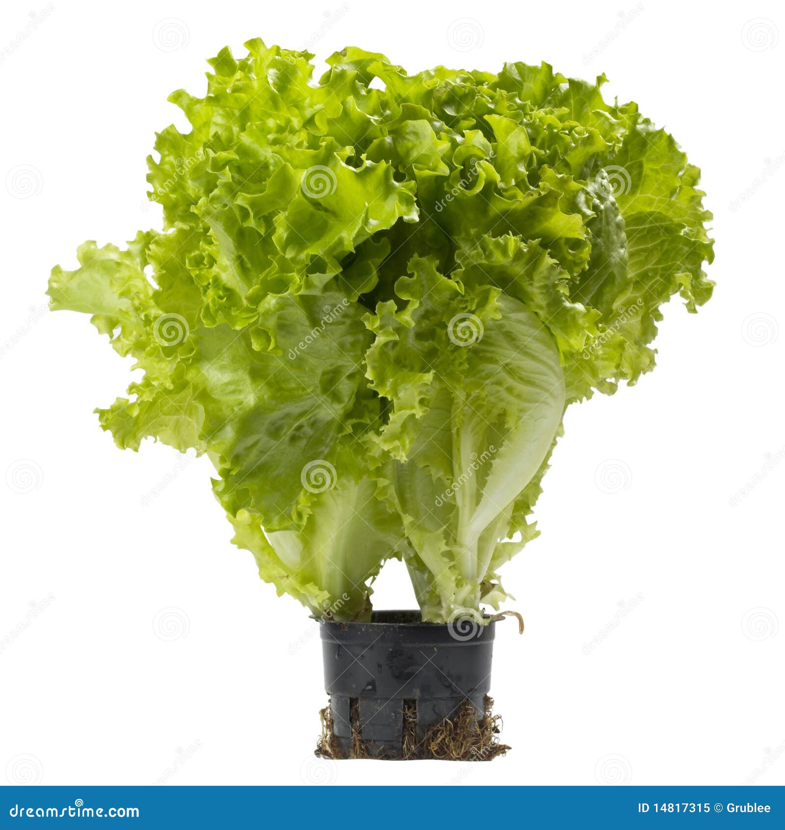 Lettuce bunch stock image. Image of crisp, fresh, ingredient 14817315
