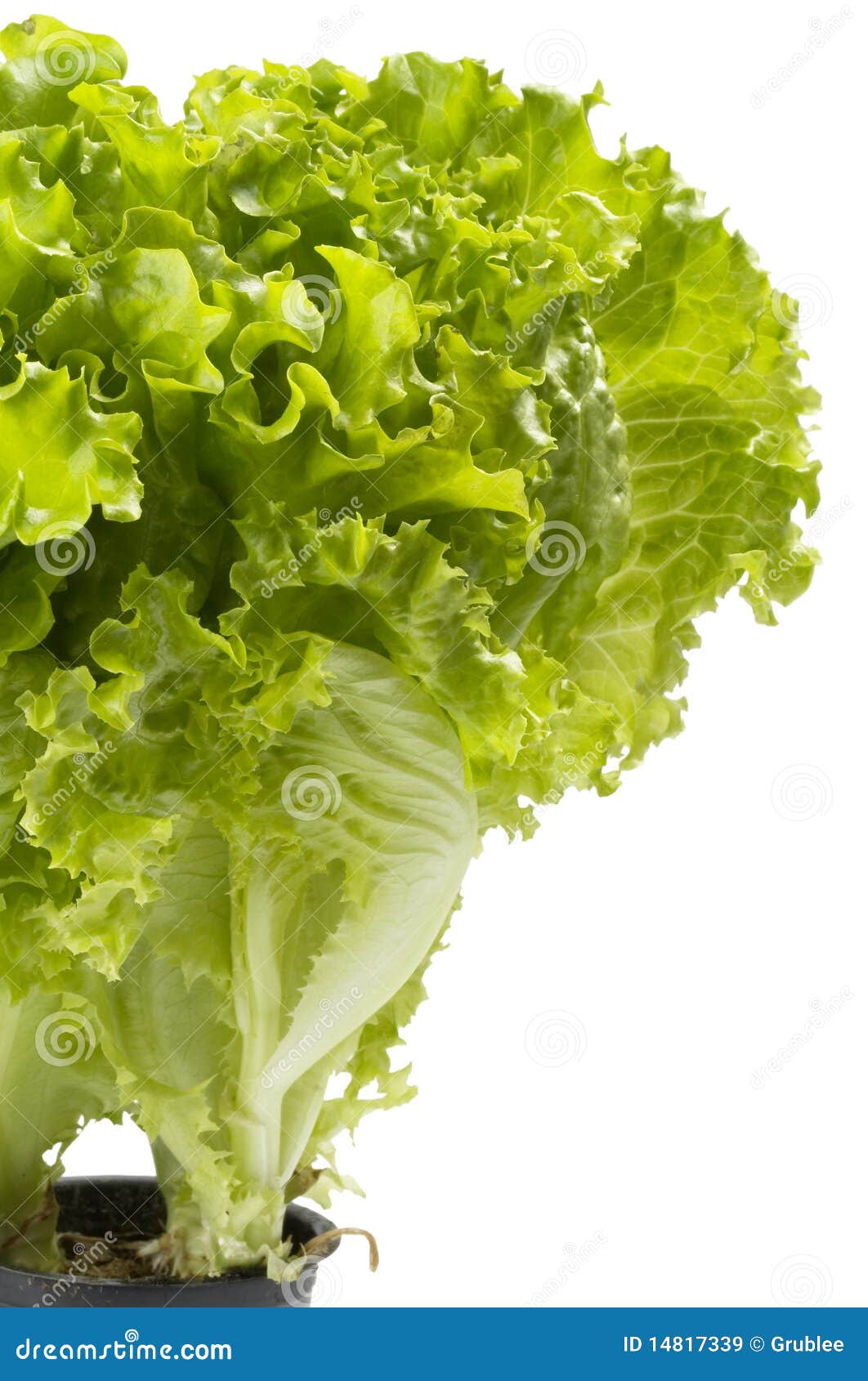 Lettuce bunch stock image. Image of roots, spring, closeup 14817339