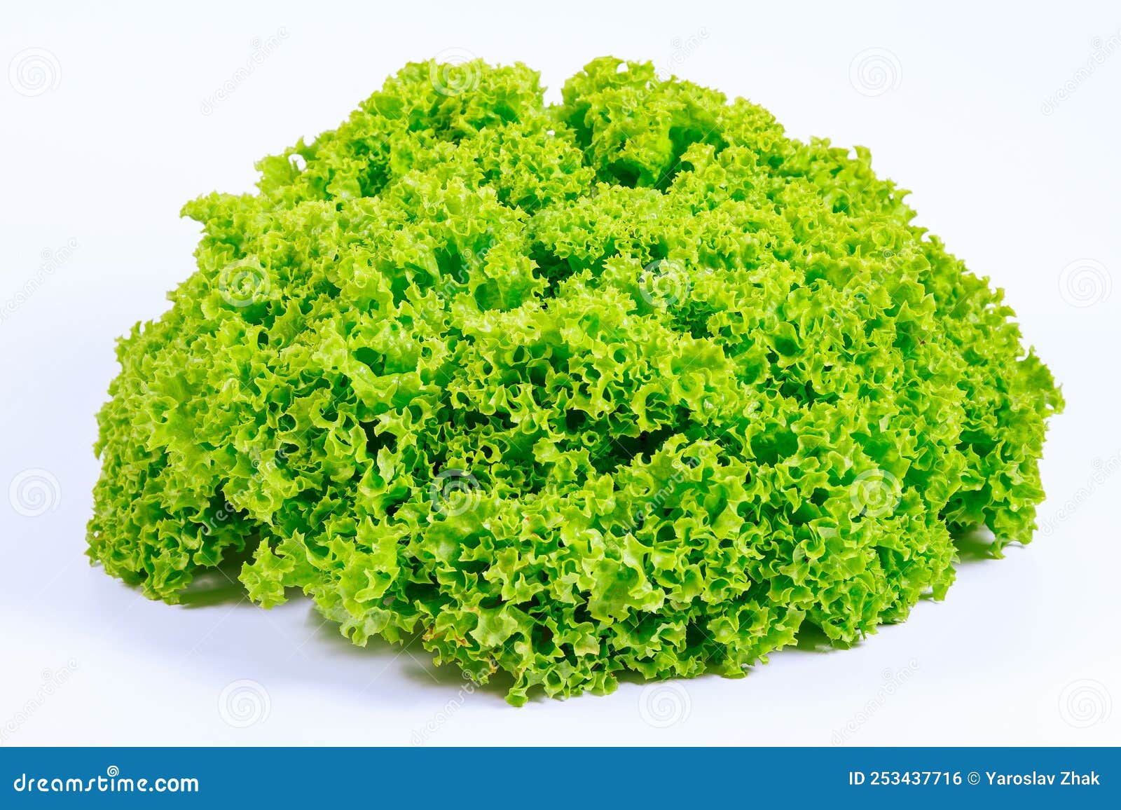 Lettuce Bunch on a White Background. Stock Photo Image of green