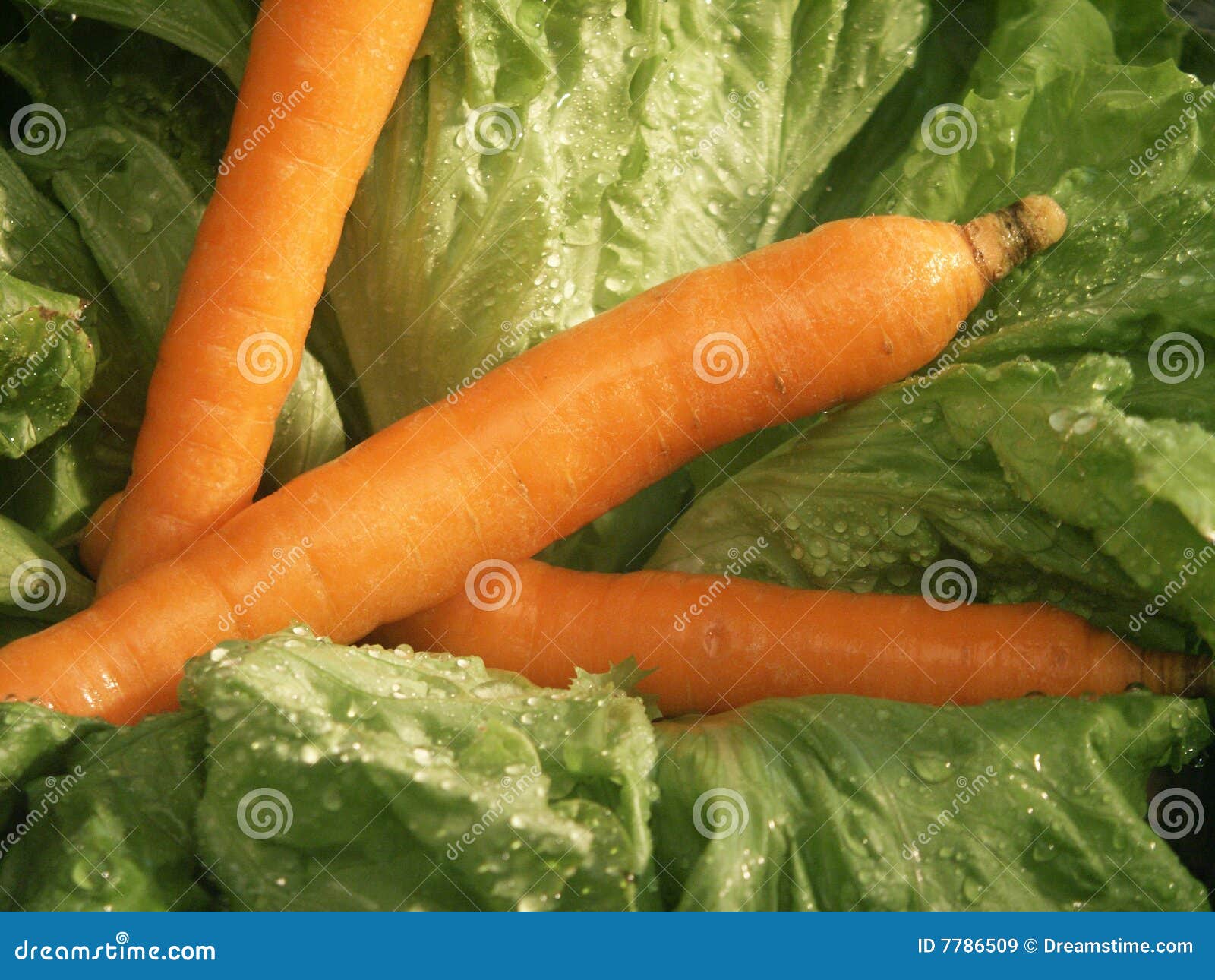 Lettuce and carrots stock image. Image of refreshment 7786509