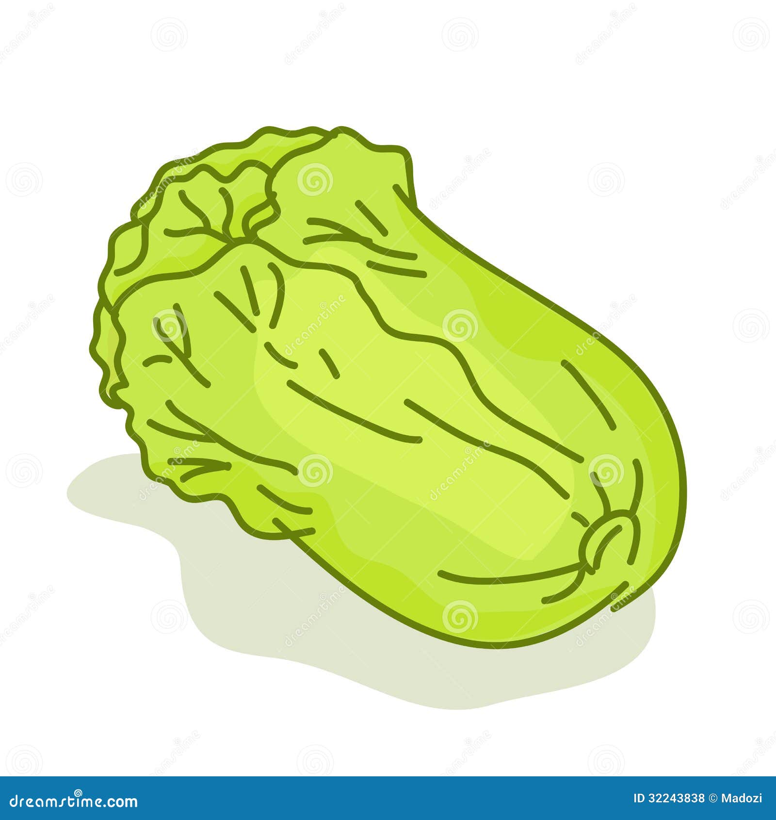 Lettuce Cartoon Isolated Illustration Stock Vector Illustration of