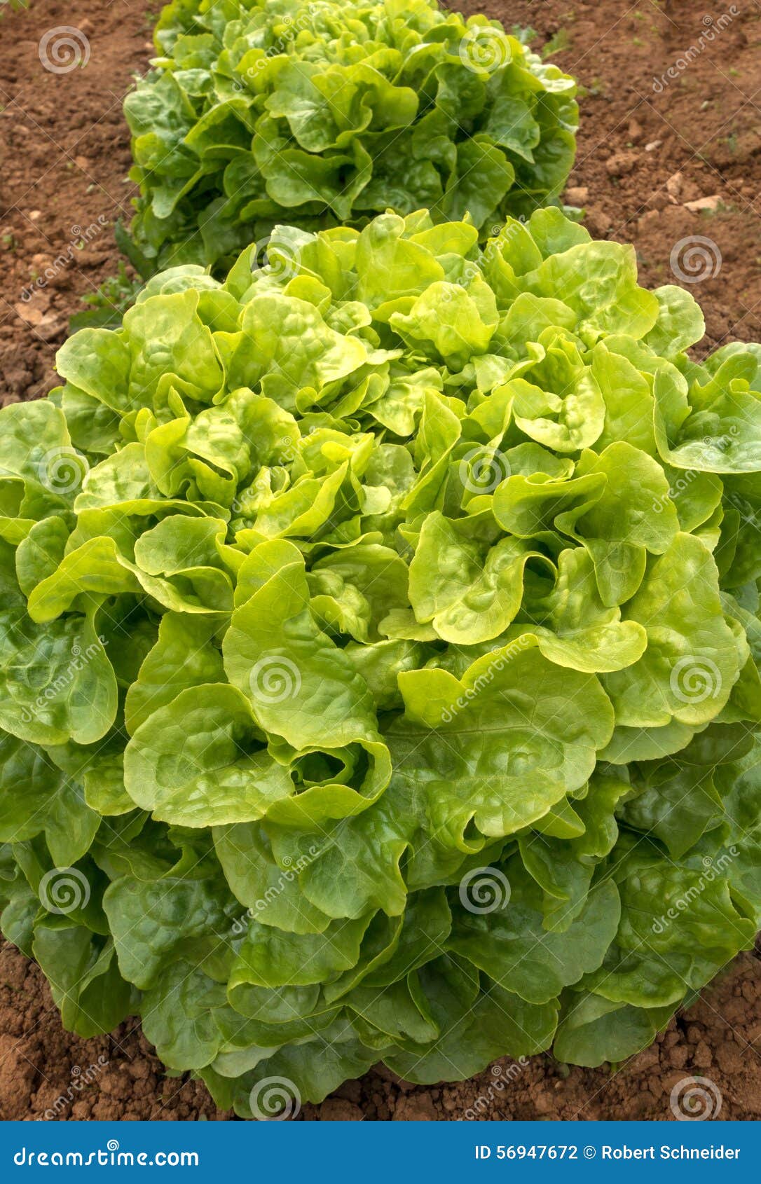 Lettuce stock photo. Image of close, soil, outdoor, rural 56947672