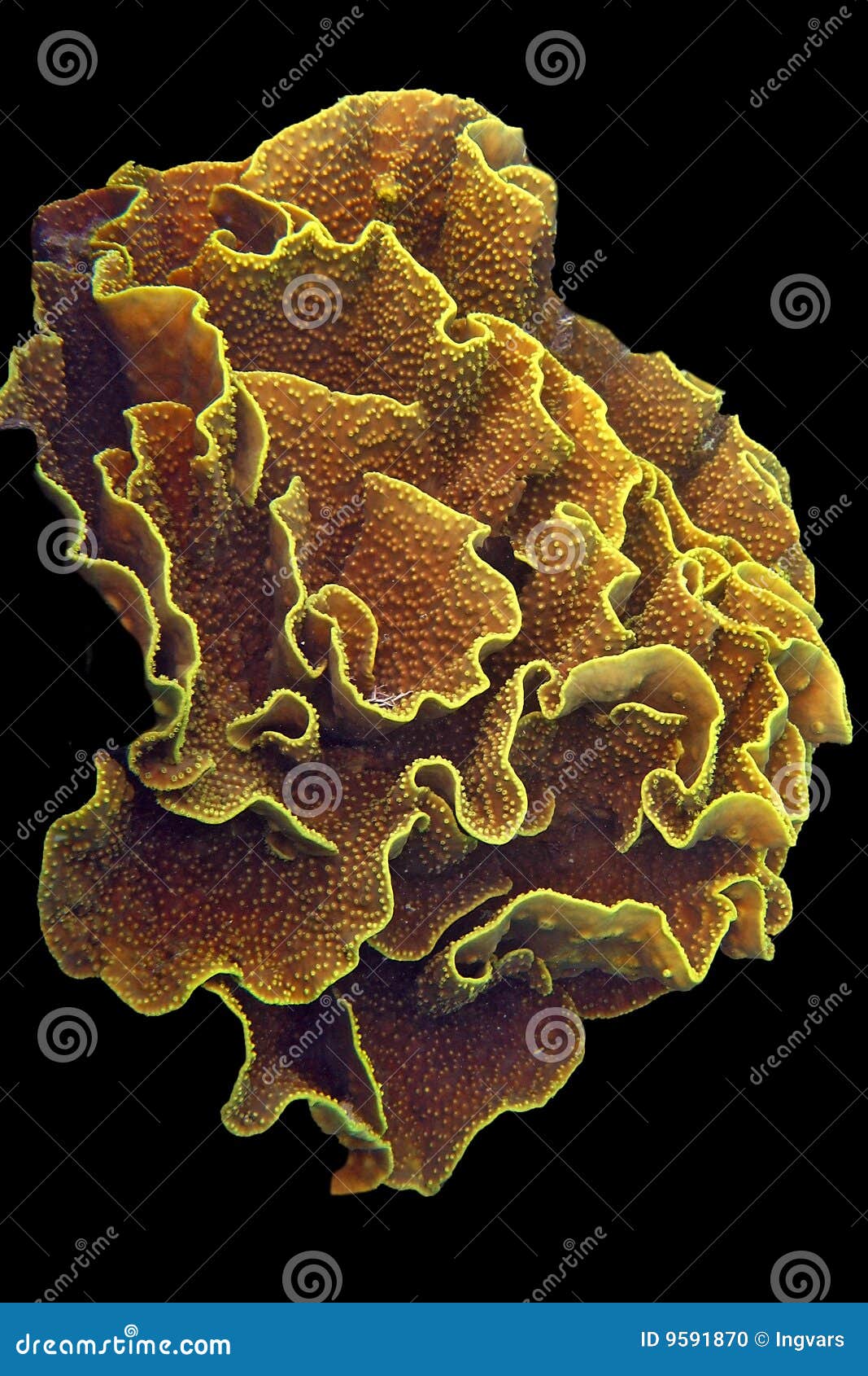 lettuce coral (montipora sp)