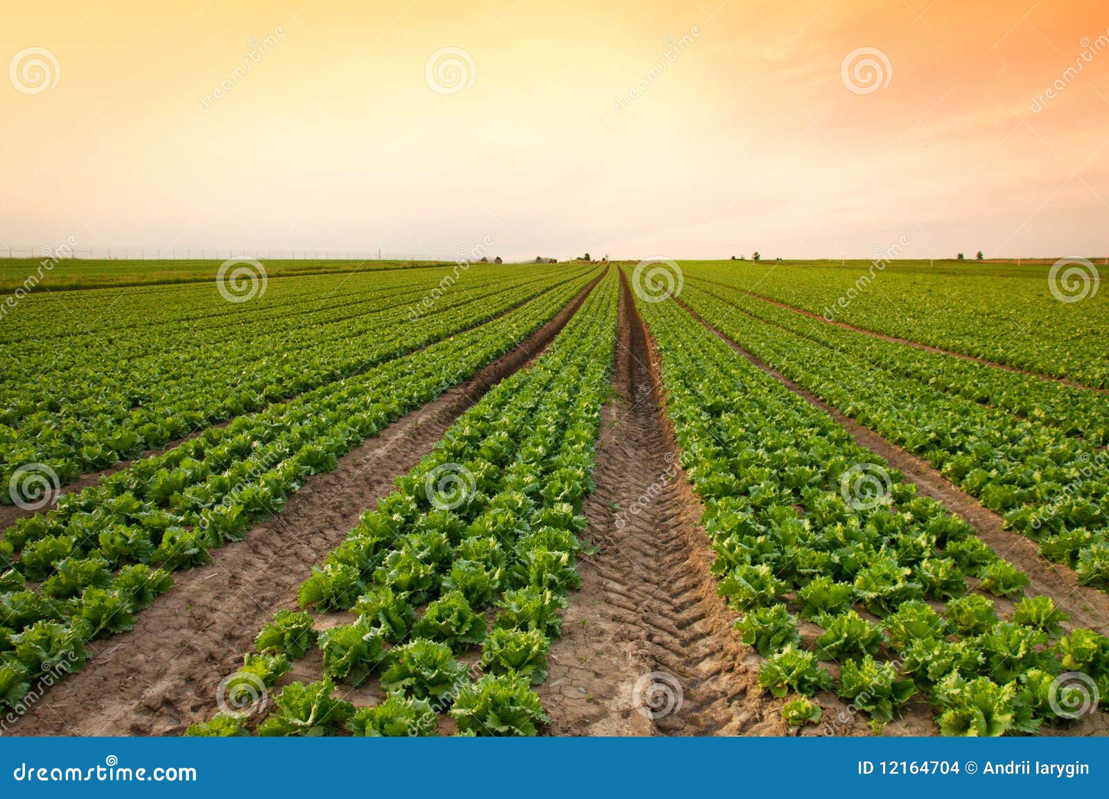 Lettuce crop stock photo. Image of butterhead, lush, horizon 12164704