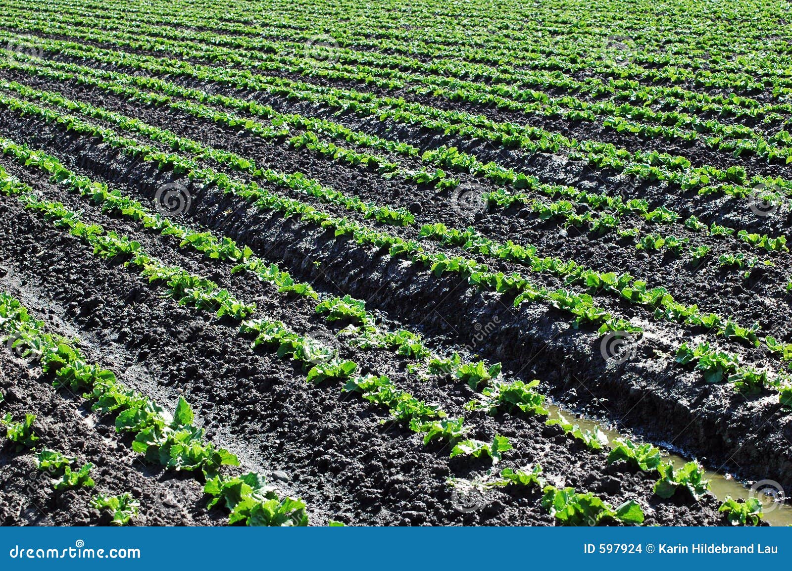 Lettuce Crop stock photo. Image of agriculture, vitamin 597924