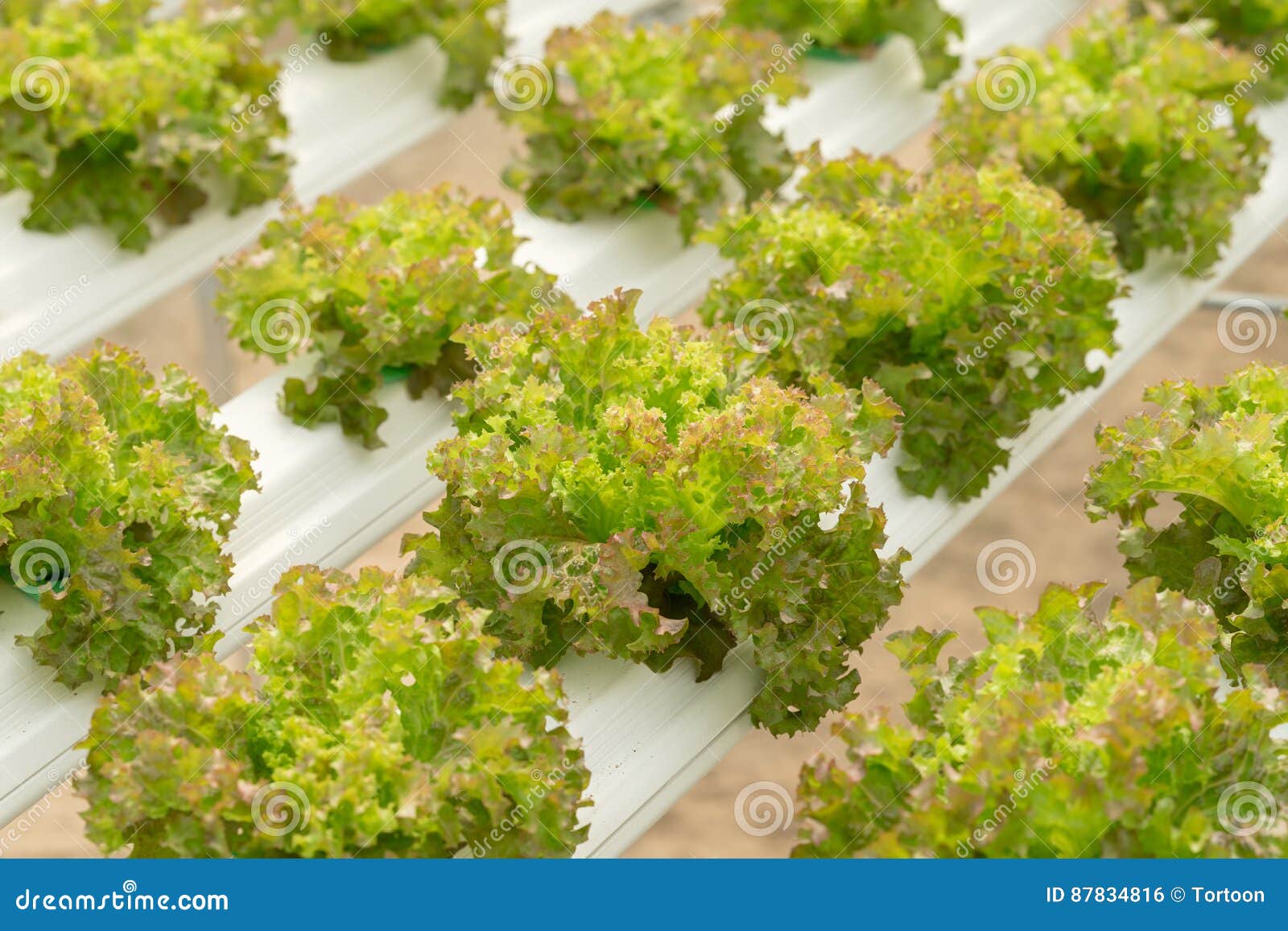Lettuce Cultivation on Hydroponic System with Water and Fertilizer in Irrigation Stock Photo