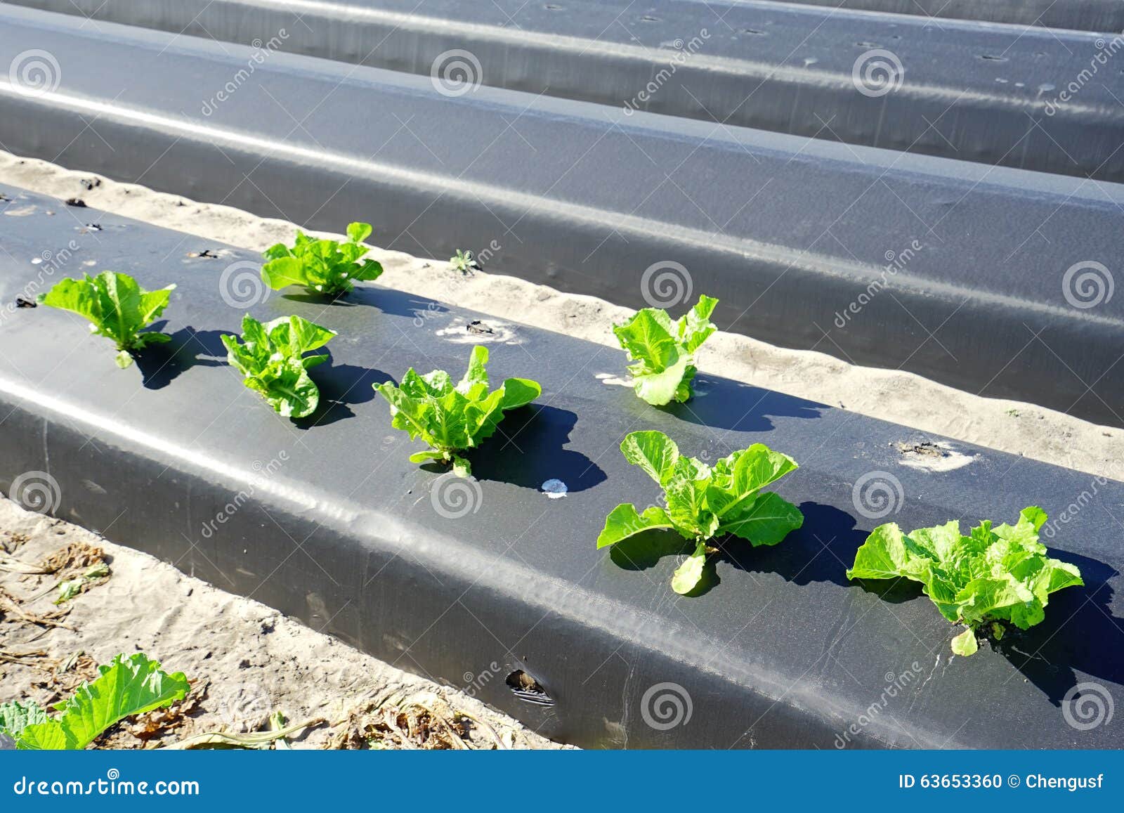 Lettuce Farm of florida stock photo. Image of garden 63653360