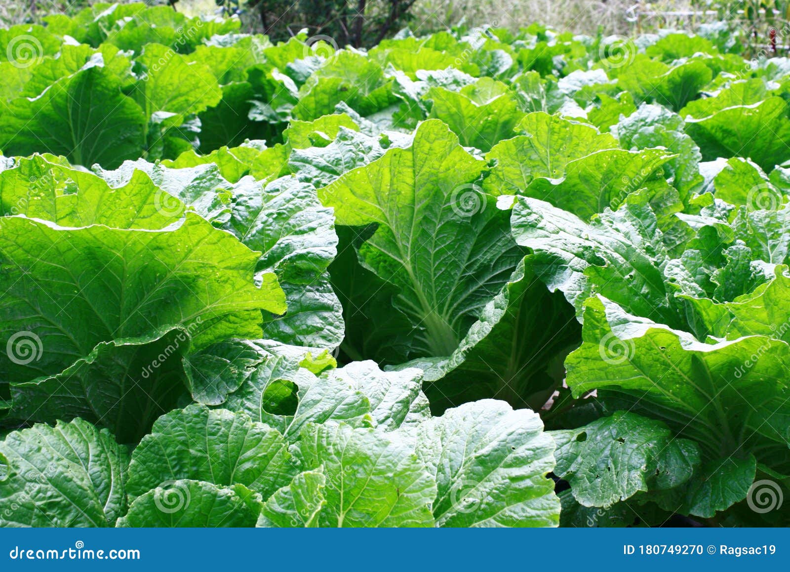 Lettuce Farm Green and Leafy Vegetable Stock Photo Image of field