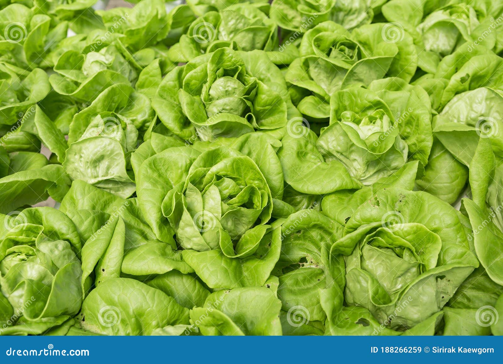 Lettuce Farming, Downy Mildew Lettuce, Problem and Serious Disease for