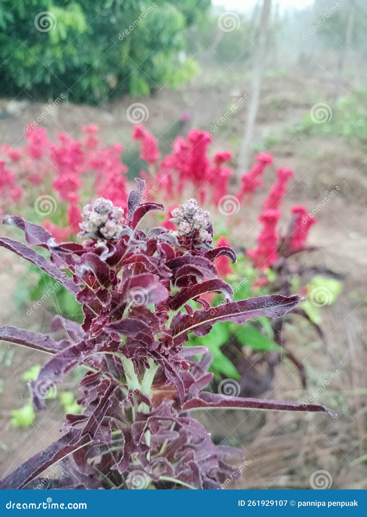 Lettuce flowers stock image. Image of wildflower, produce 261929107
