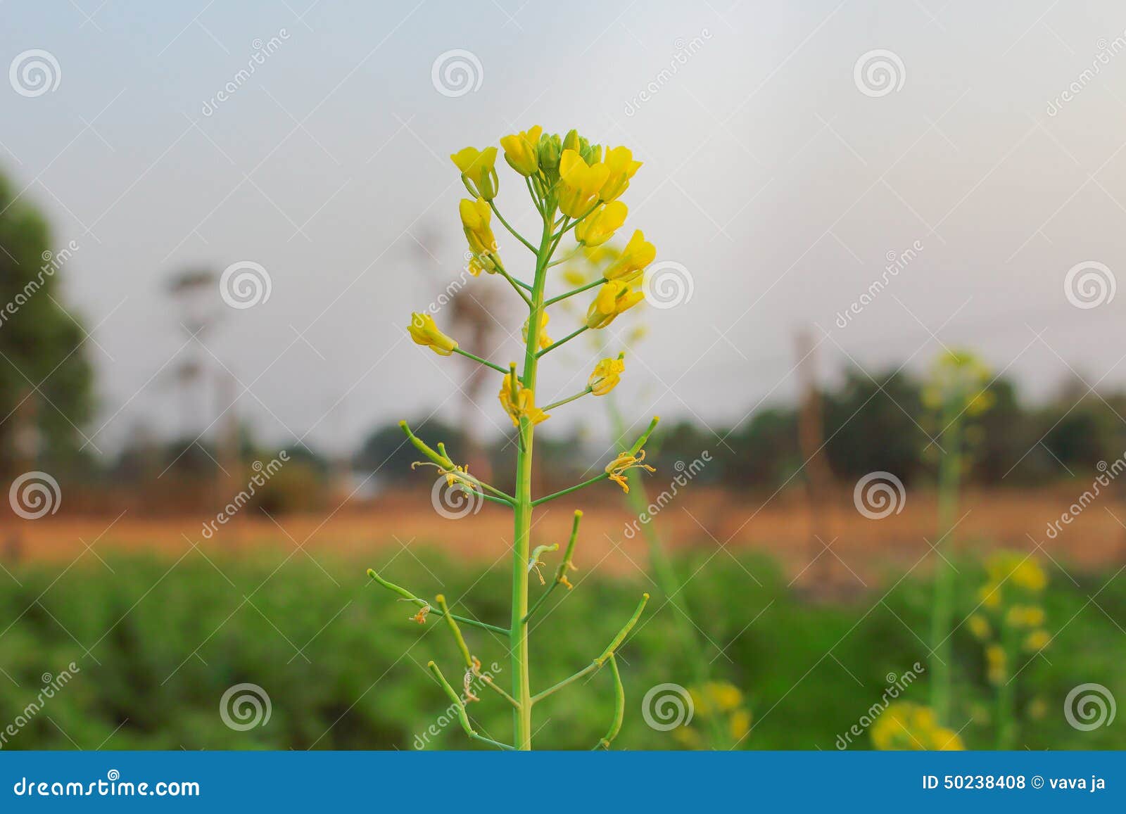 Lettuce Flowers in Garden Under Sunshine Stock Photo Image of growing