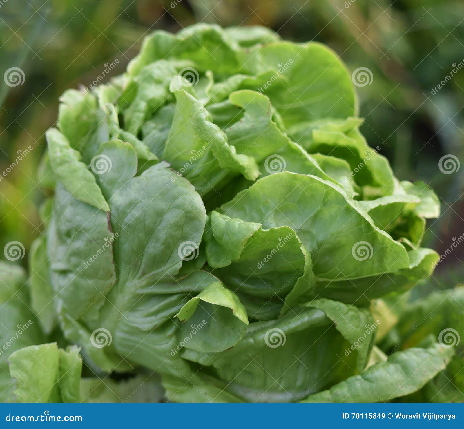 Lettuce fresh stock image. Image of harvest, feed, vegetable 70115849