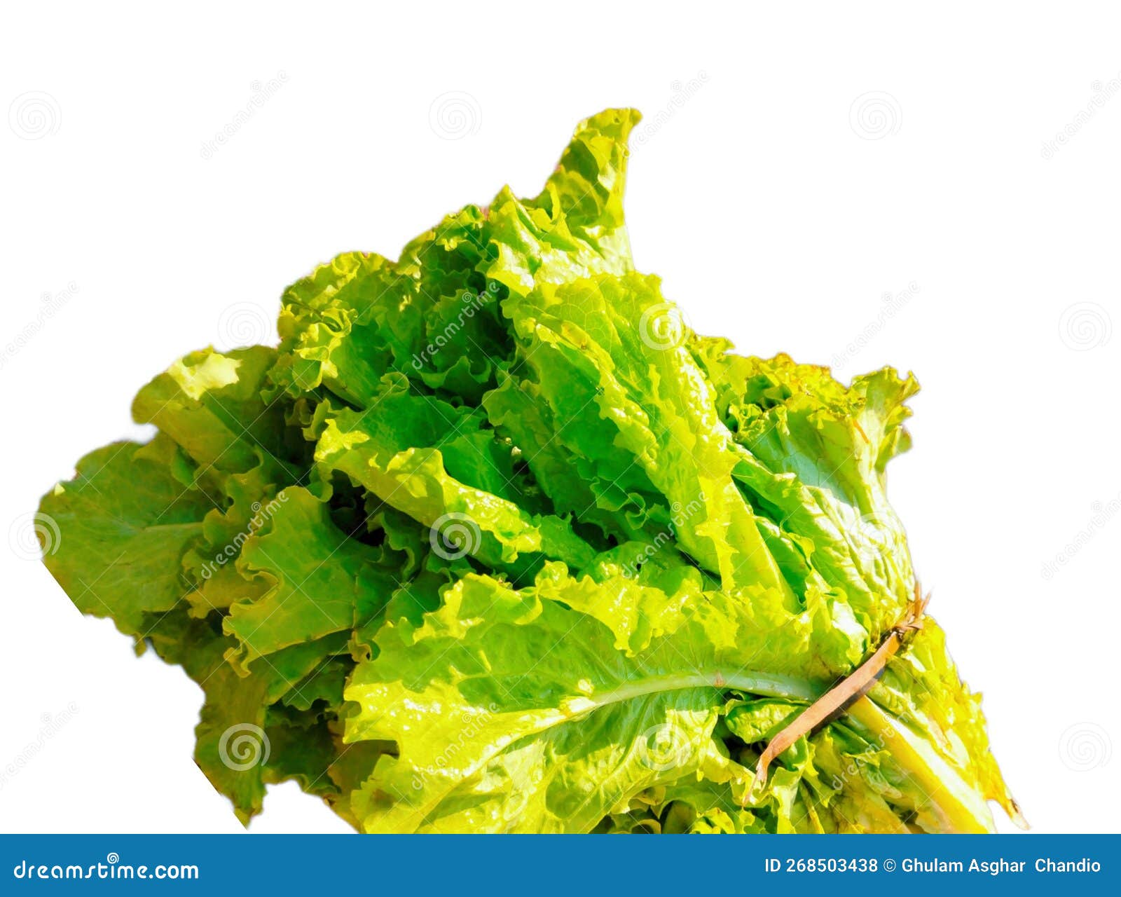 lettuce green leafy vegetable, curly leaves-lettuce leafy-greens salad, laitue verte, lechuga verde, alface-verde photo