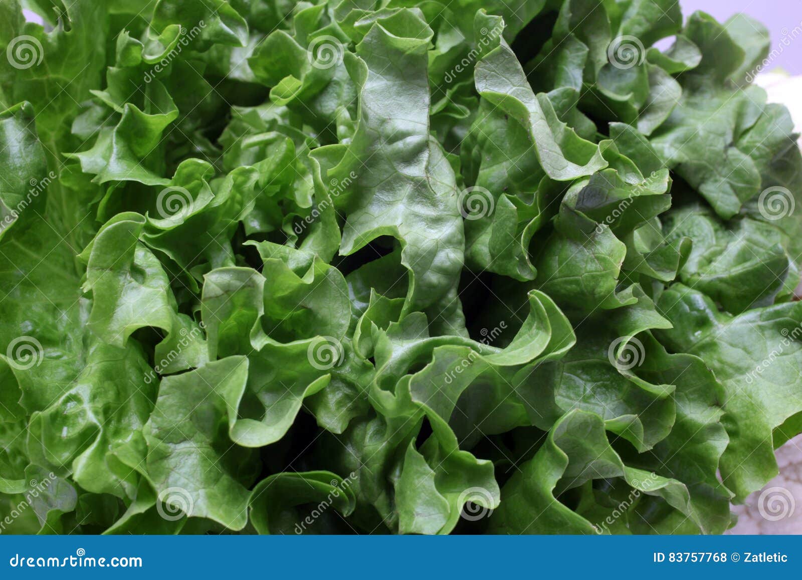 Lettuce stock photo. Image of vegetable, freshness, fresh 83757768