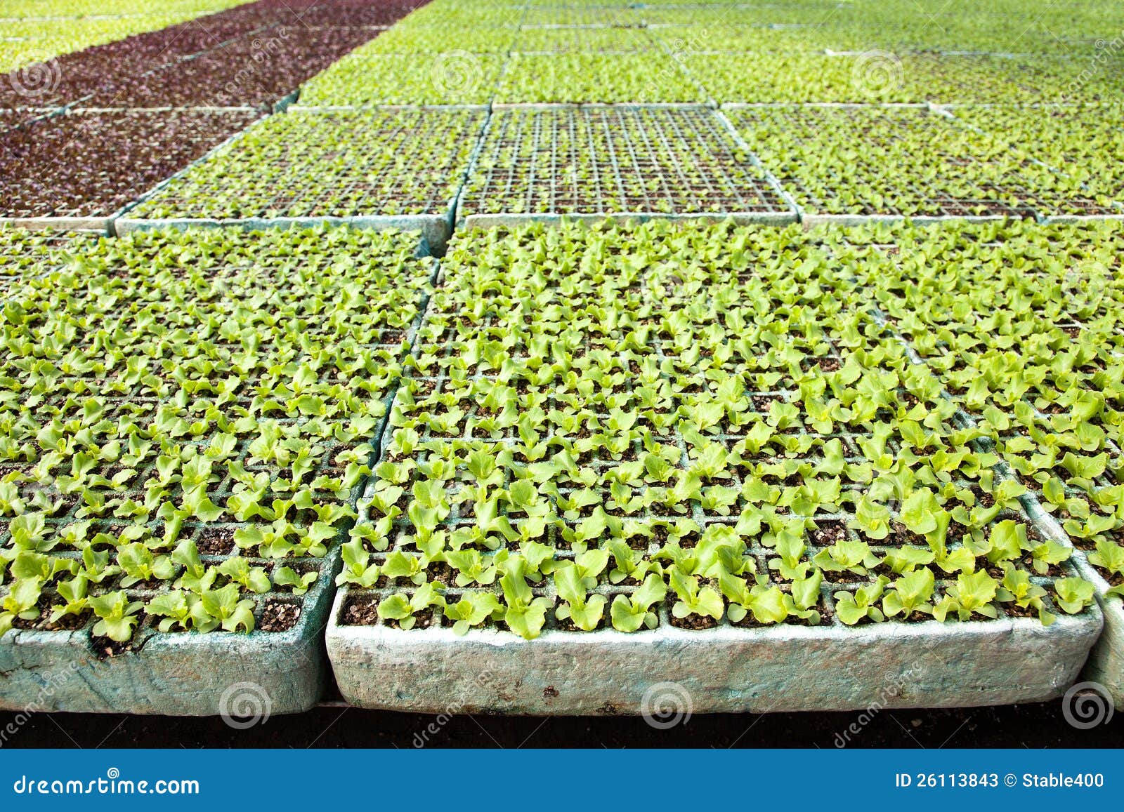 Lettuce in a greenhouse stock image. Image of seed, sprout 26113843