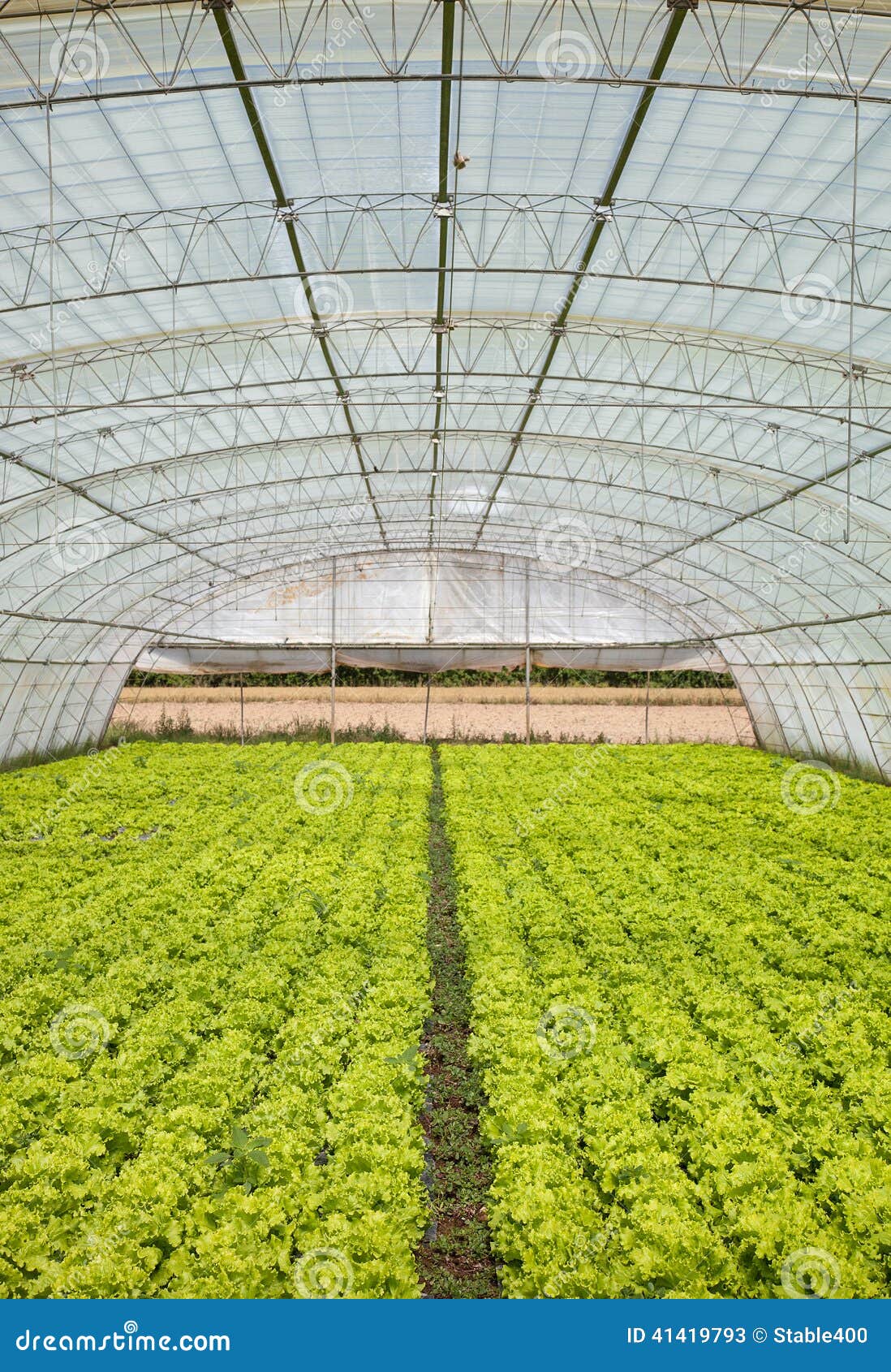 Lettuce in a greenhouse stock image. Image of nursery 41419793