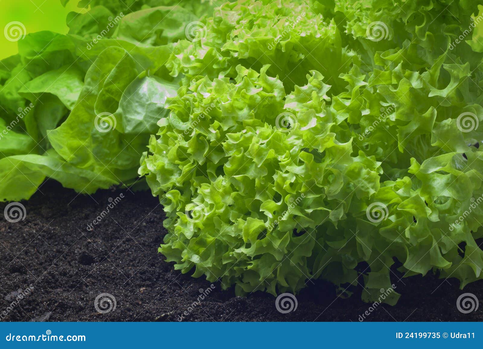 Lettuce Growing in the Garden Stock Image Image of details, nutrients